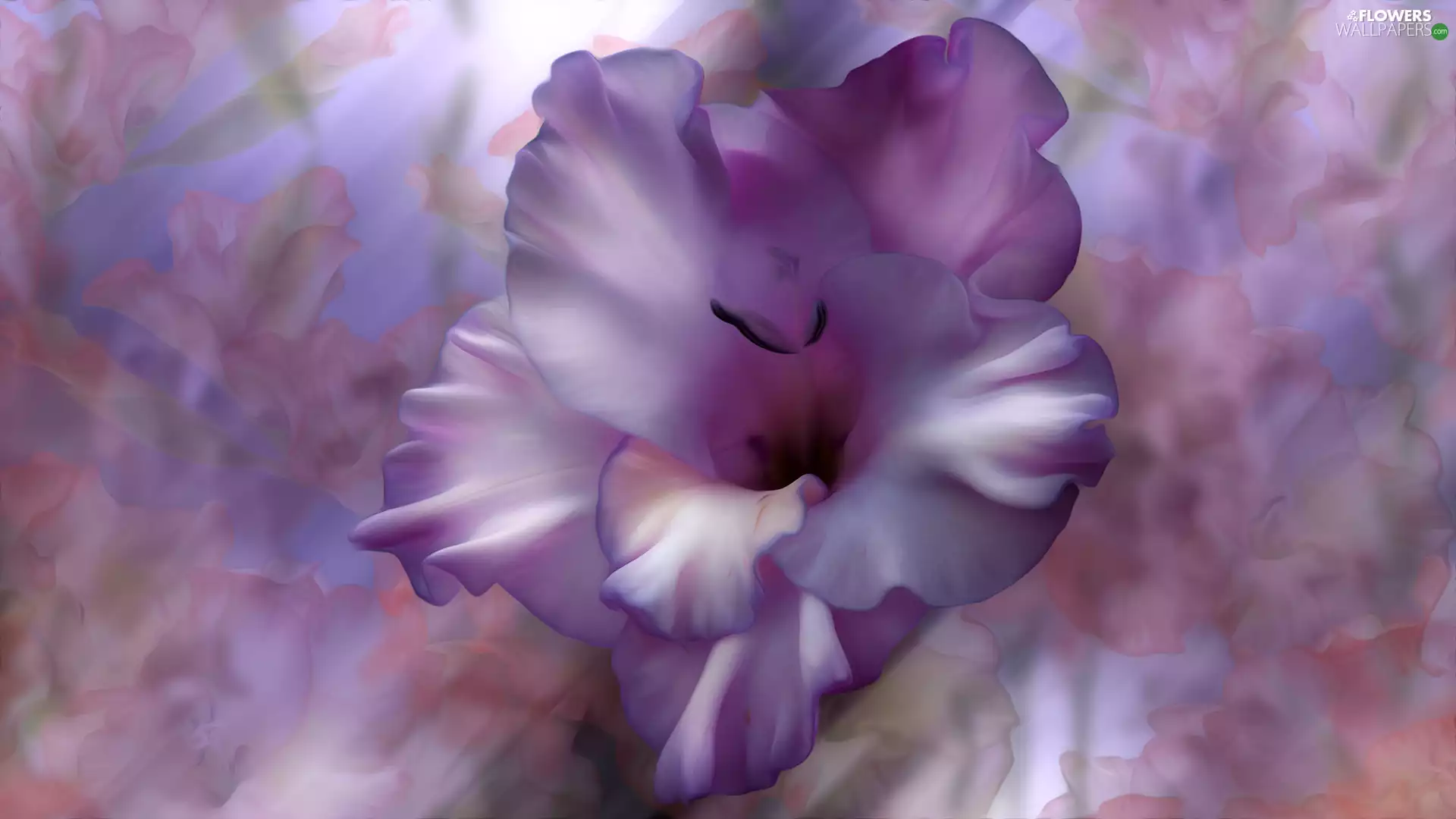 graphics, Colourfull Flowers, gladiolus