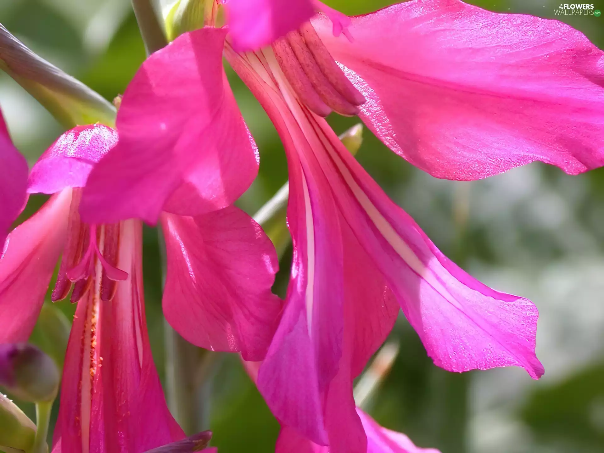 gladiolus imbricatus