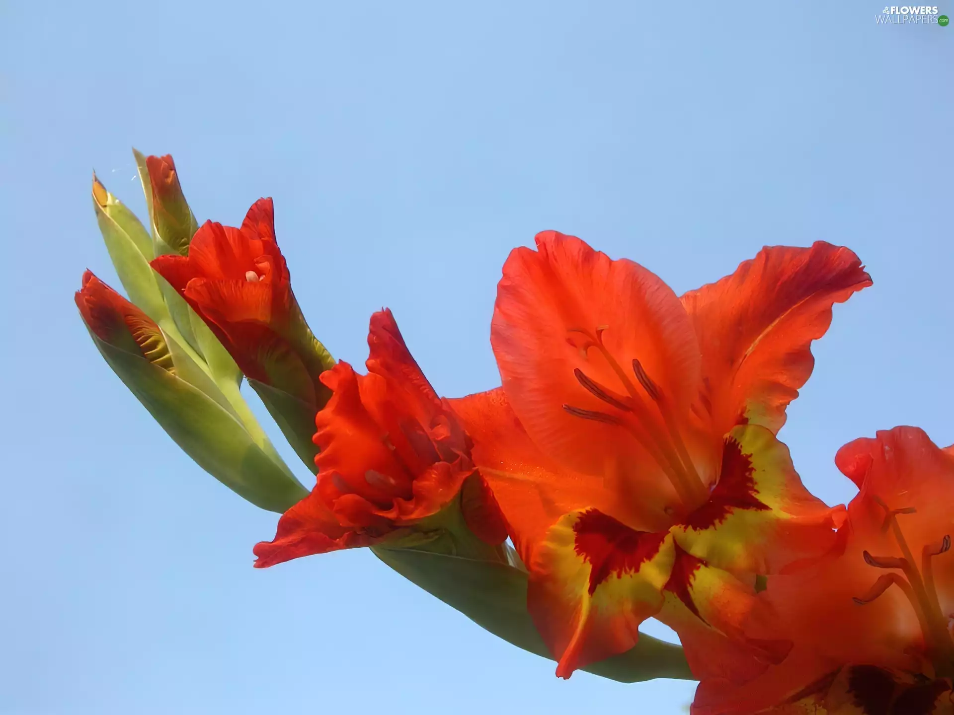 gladiolus, inflorescence