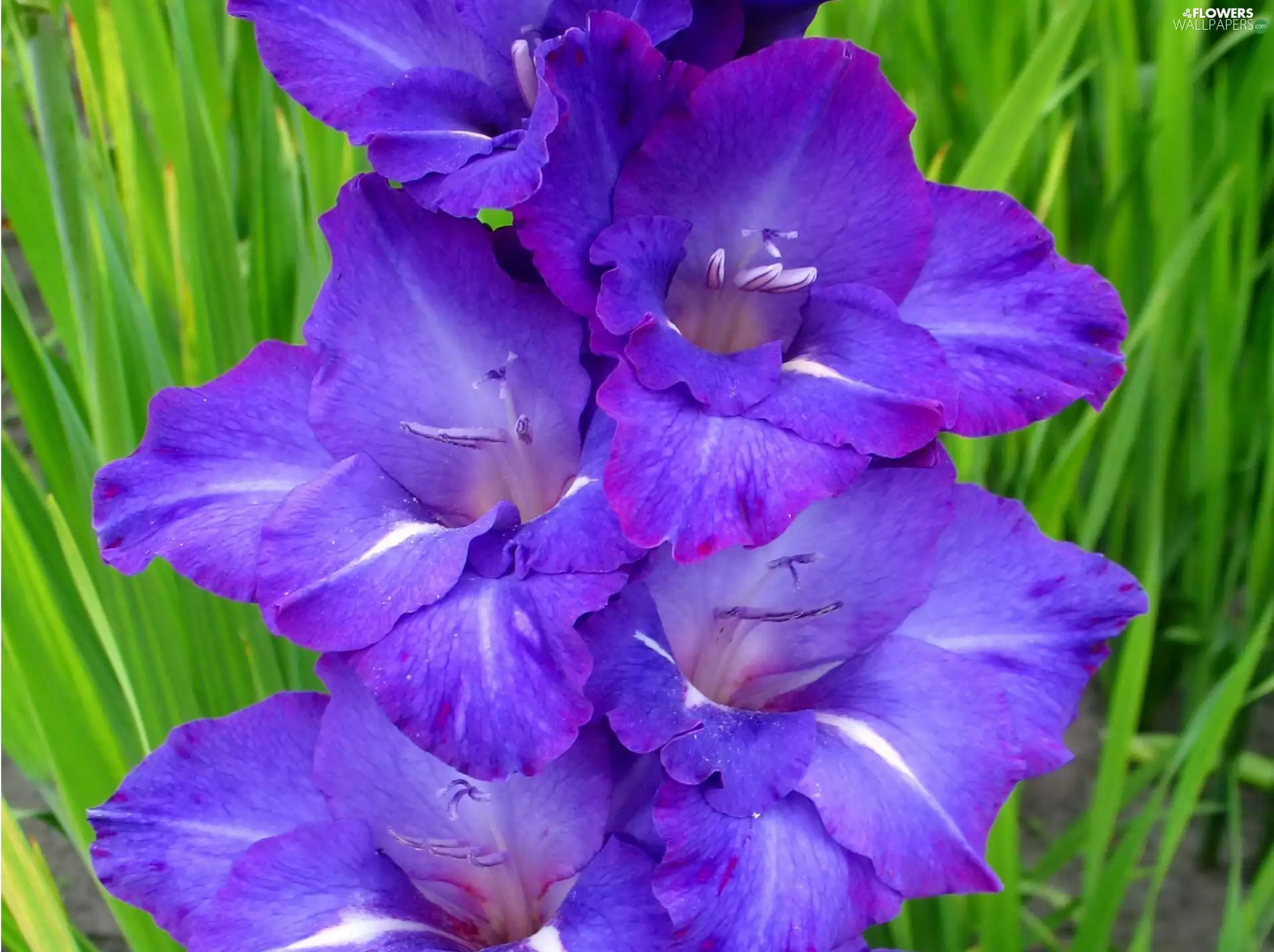 gladiolus, purple