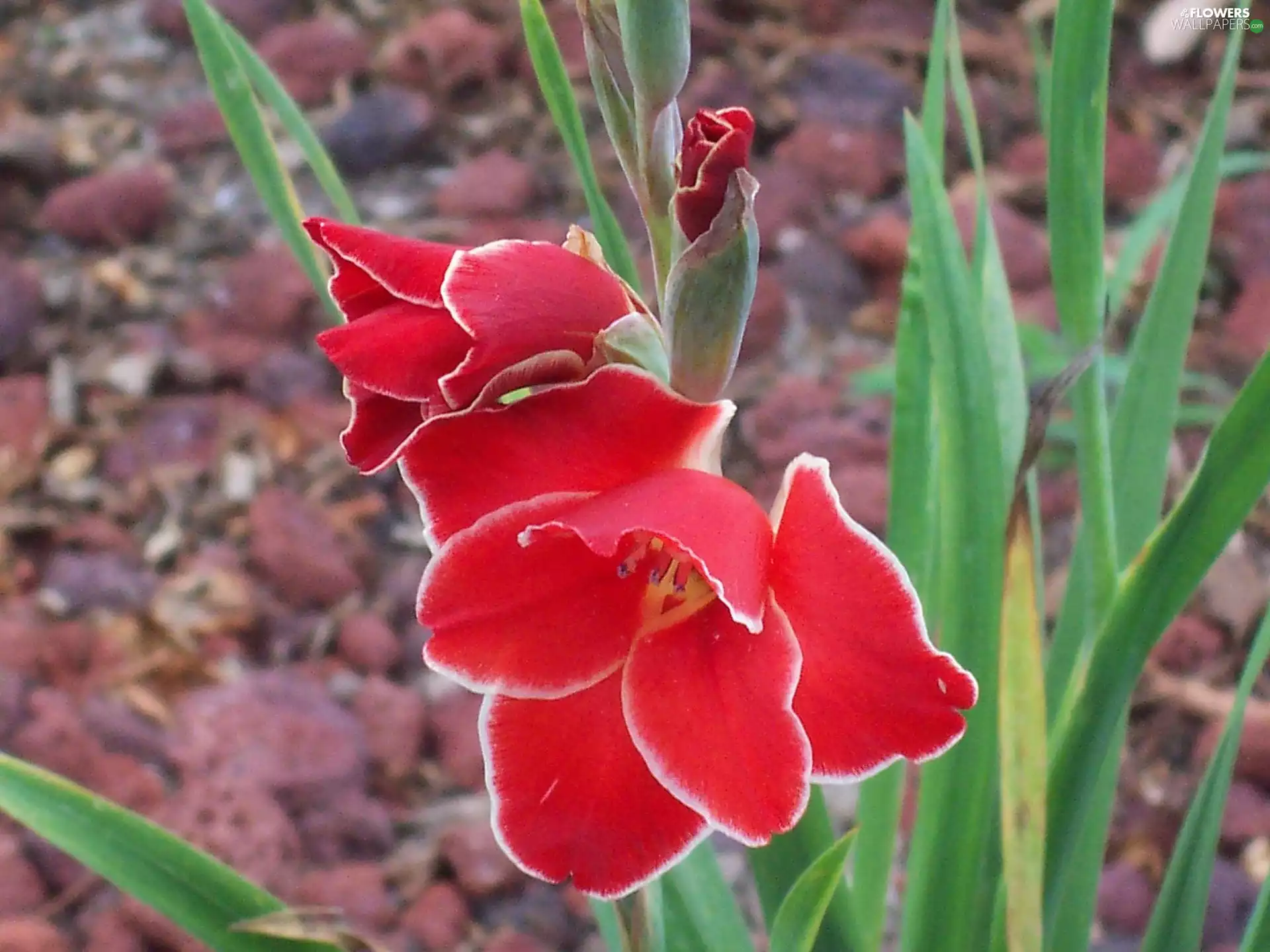 Red, gladiolus