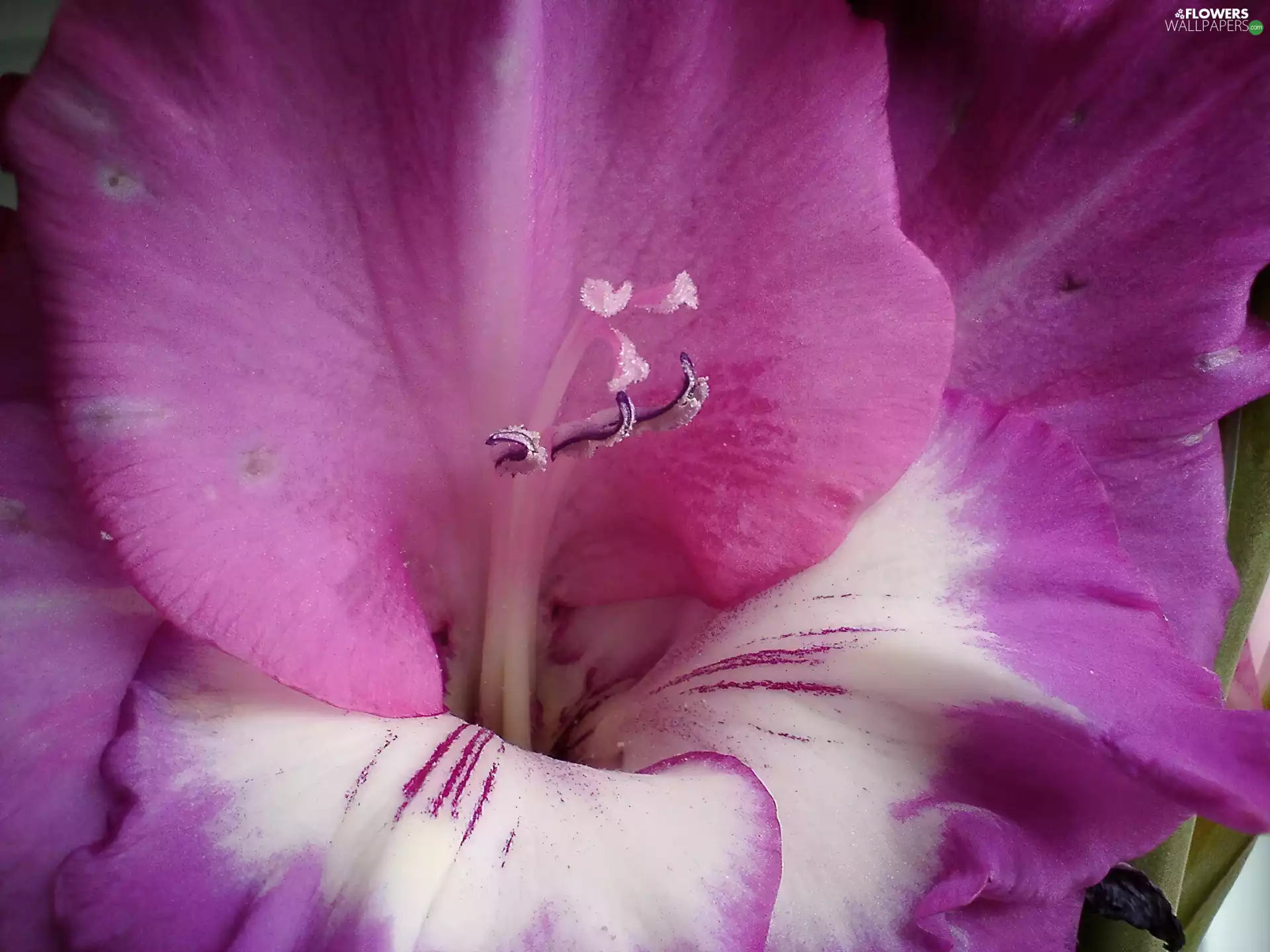 gladiolus, Violet