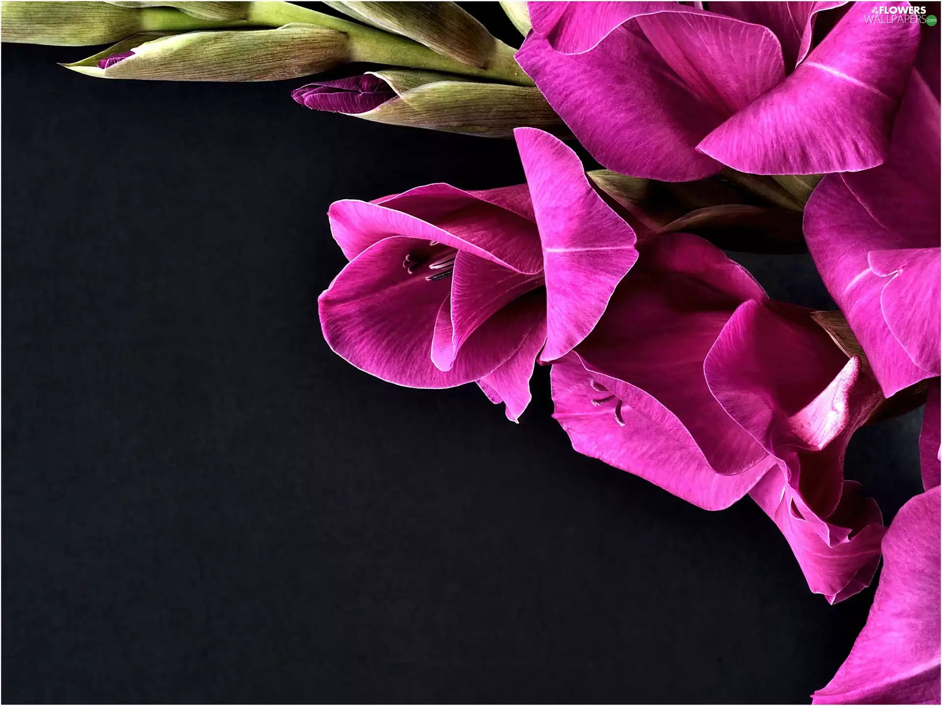 Violet, gladiolus