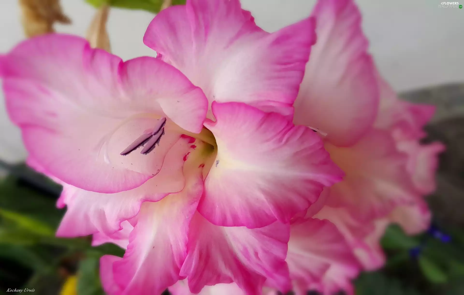 gladiolus, pink, White