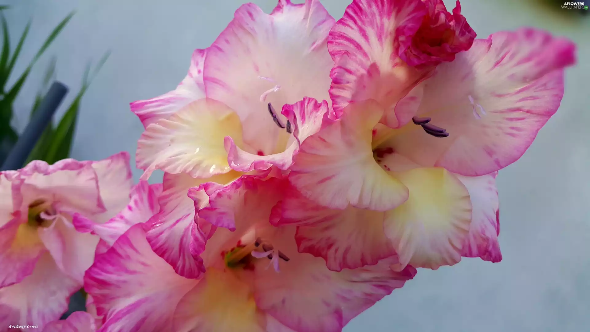 gladiolus, pink, White