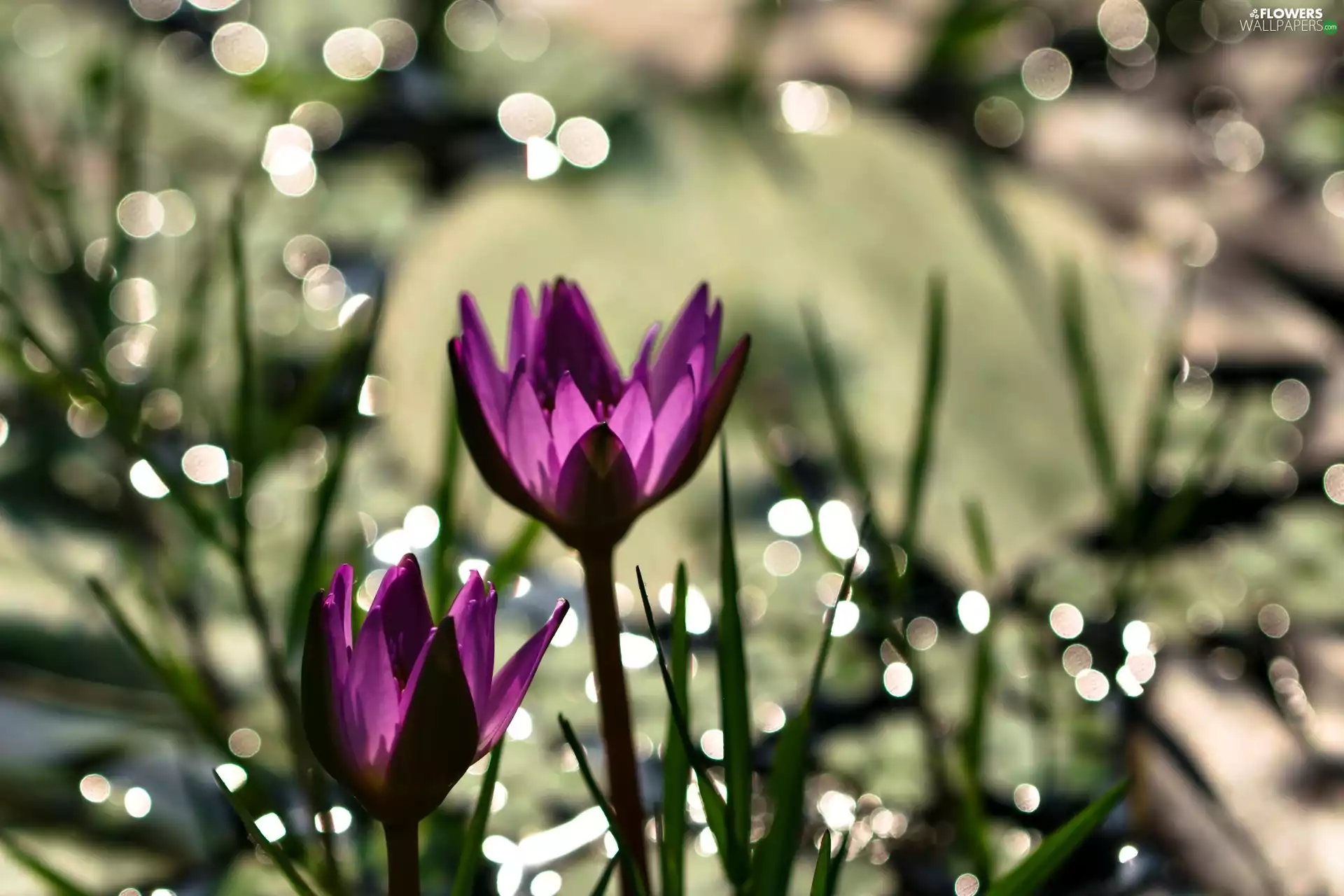 glamour, purple, crocuses