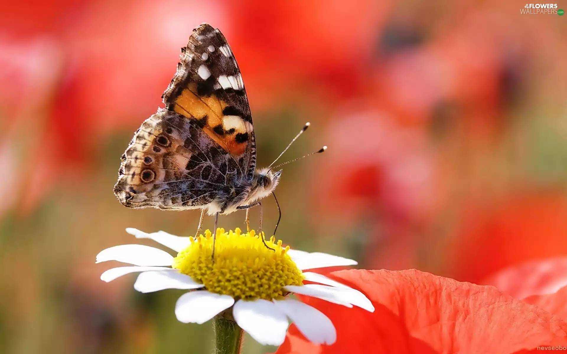 glamour, butterfly, Daisy