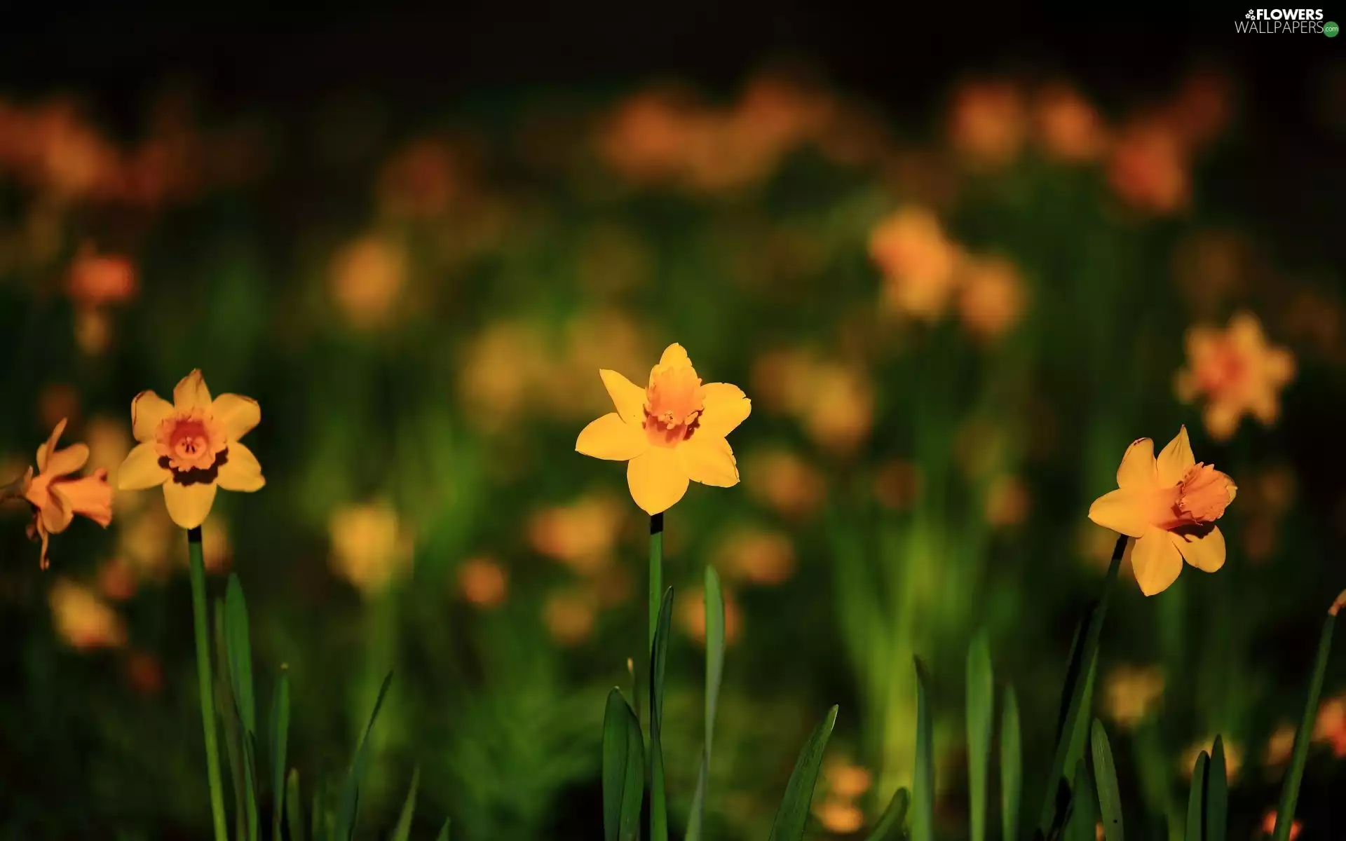 glamour, Daffodils, Flowers