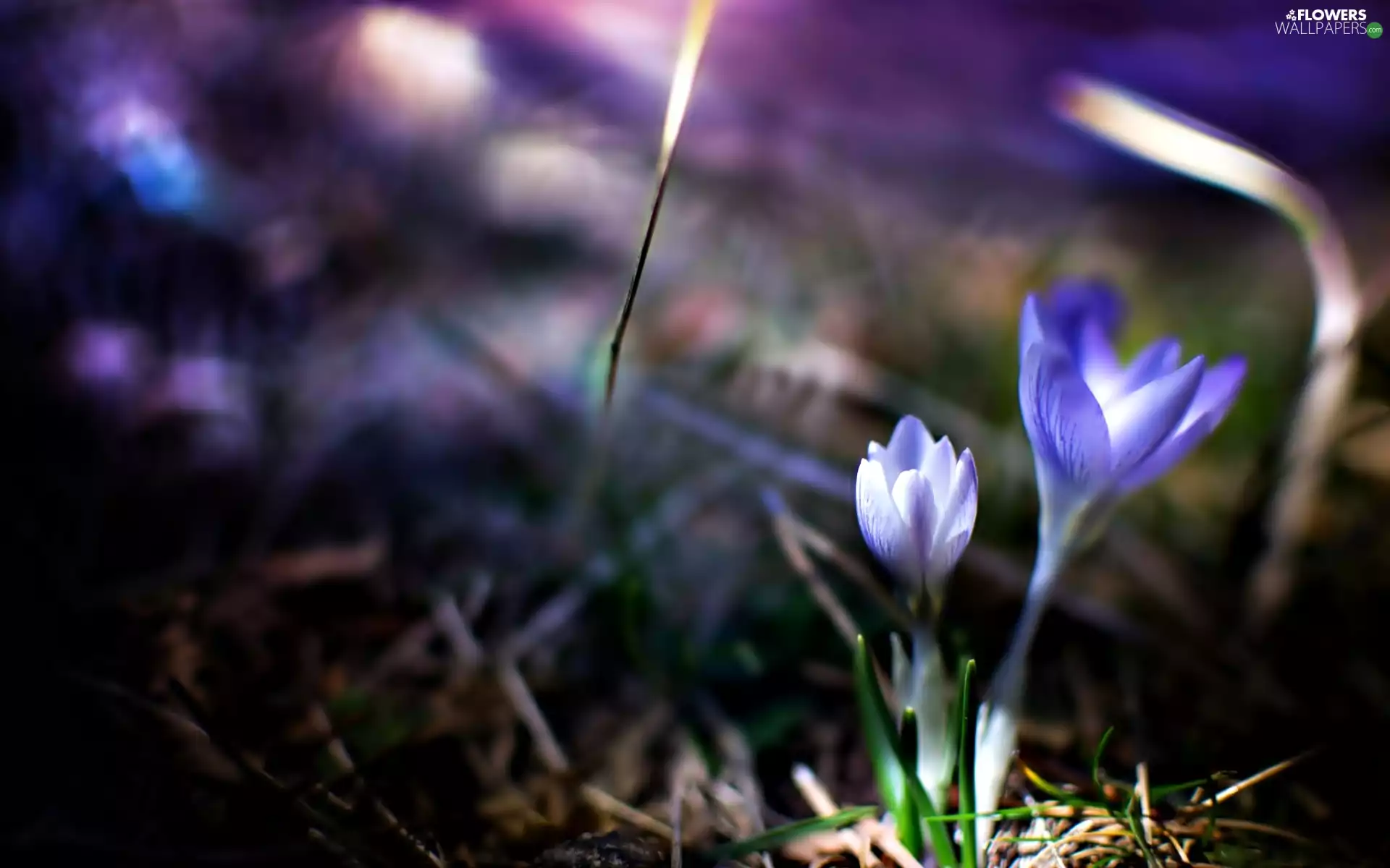 glamour, crocuses, grass