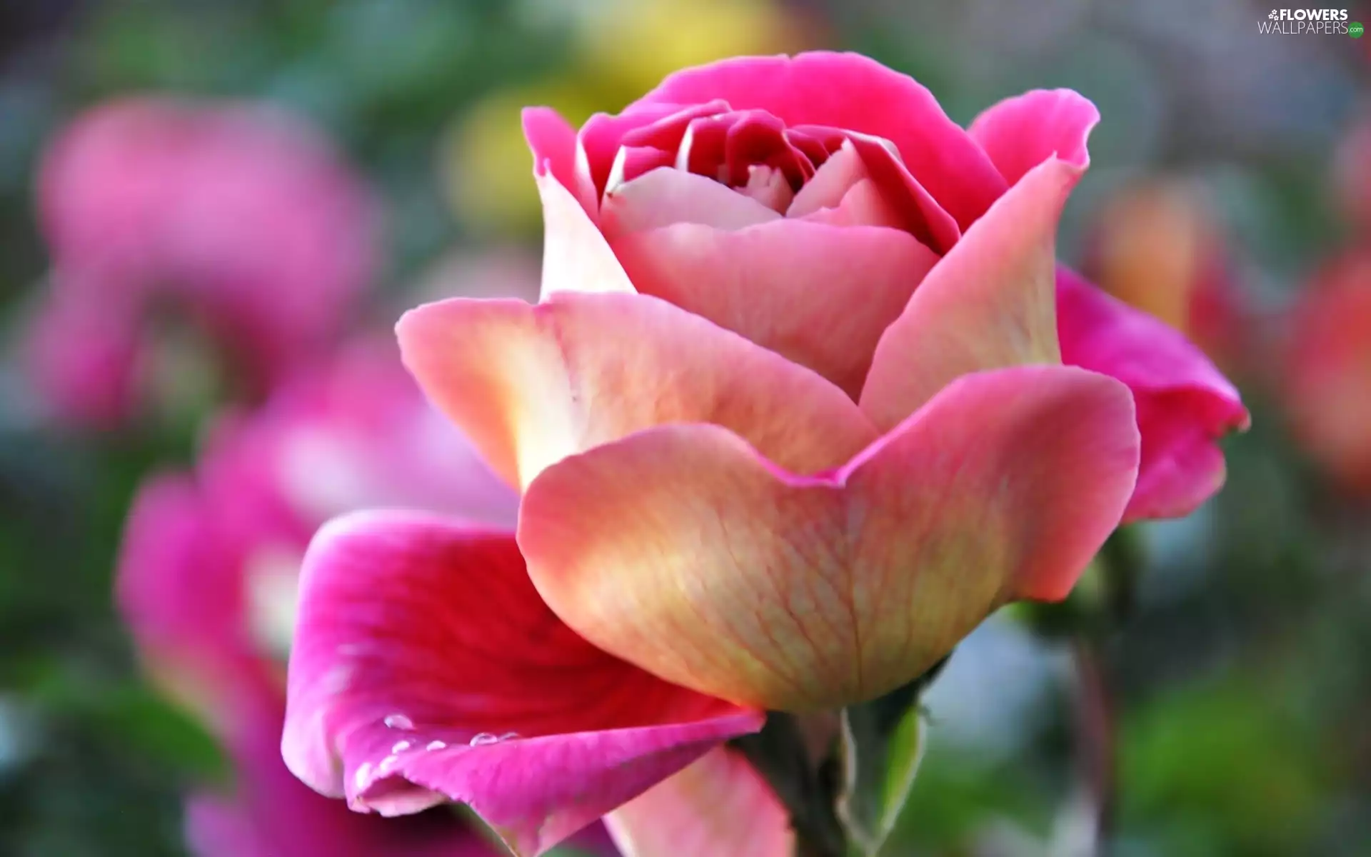 glamour, Pink, rose