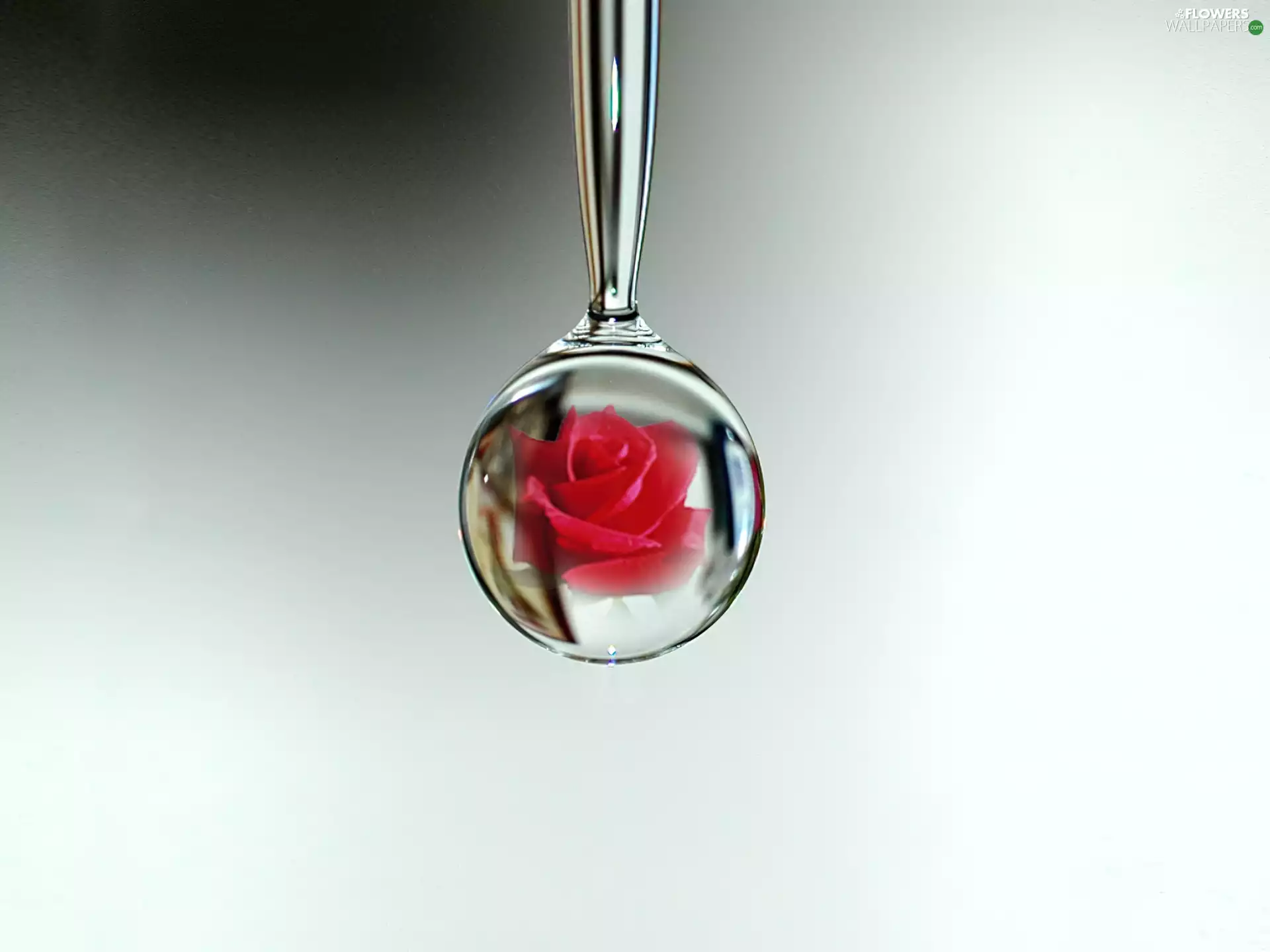 glass, rose, ##