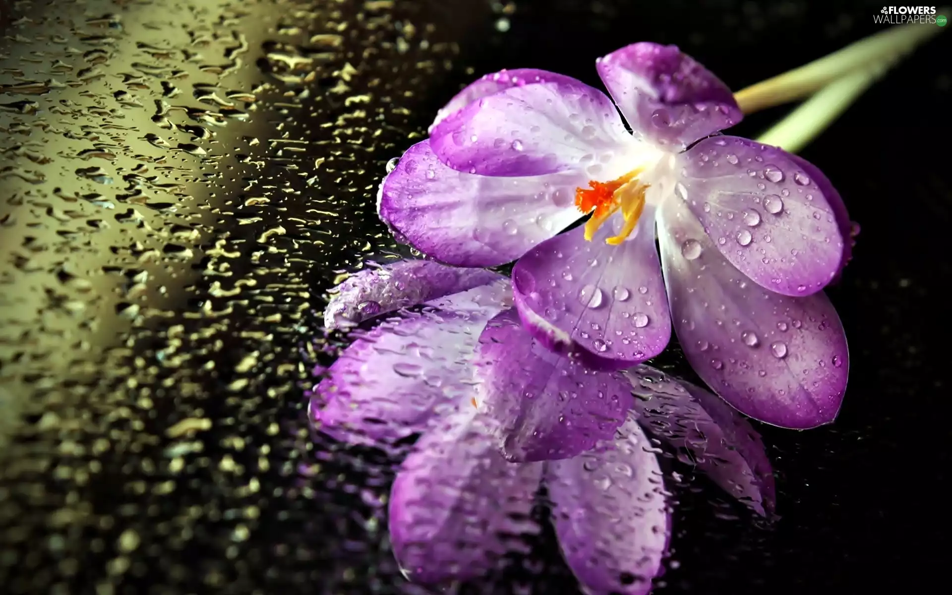 rain, Glass, crocus, drops, Violet