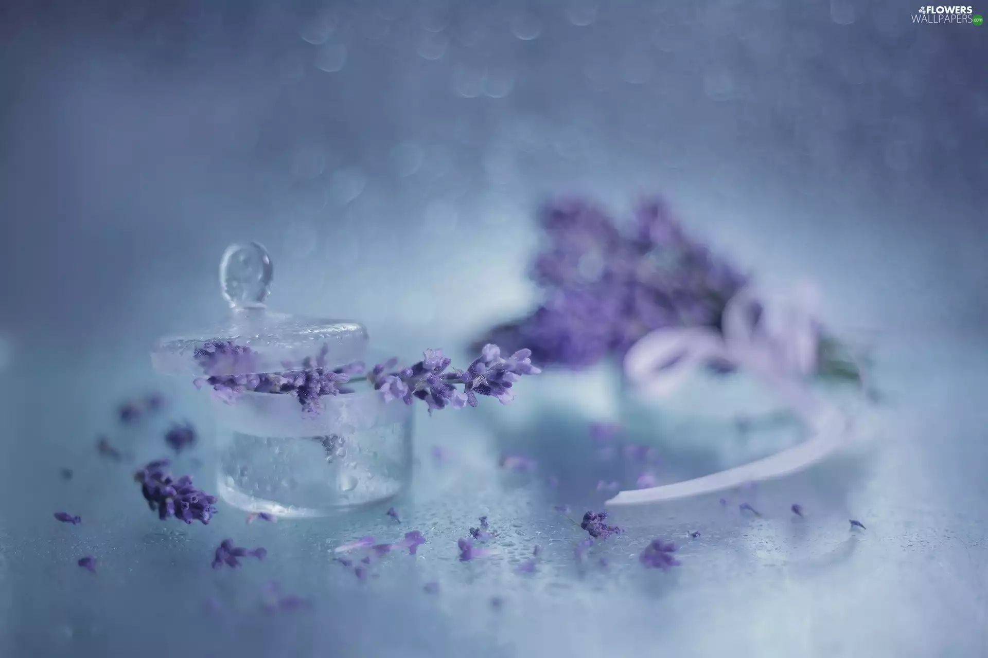 lavender, dish, Lid, glass