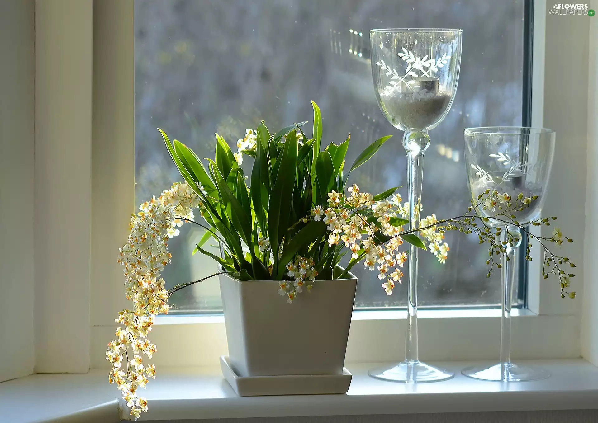 glasses, orchids, Window