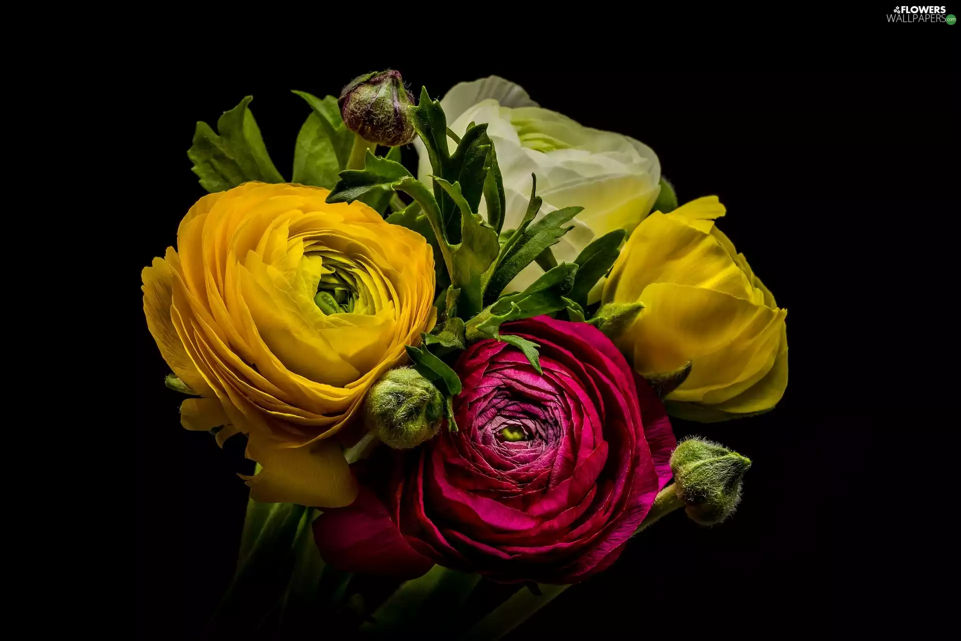 bouquet, glaucoma, Dark Background, Flowers