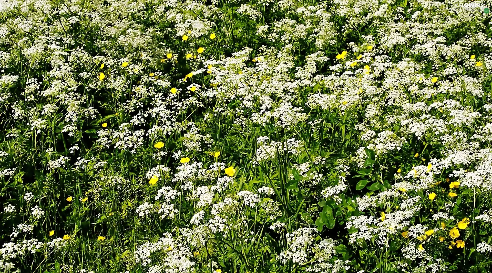 glaucoma, Meadow, milfoil