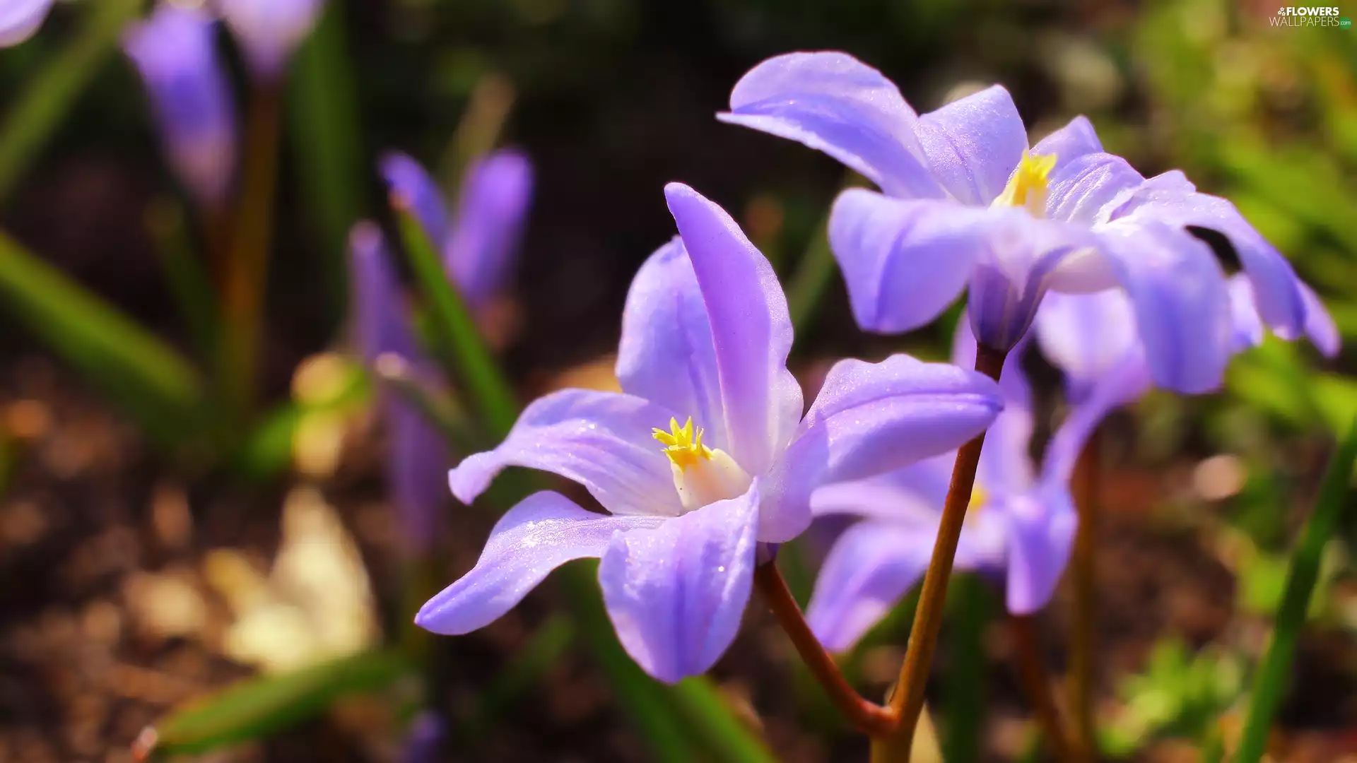 rapprochement, Light Purple, Glory of the Snow