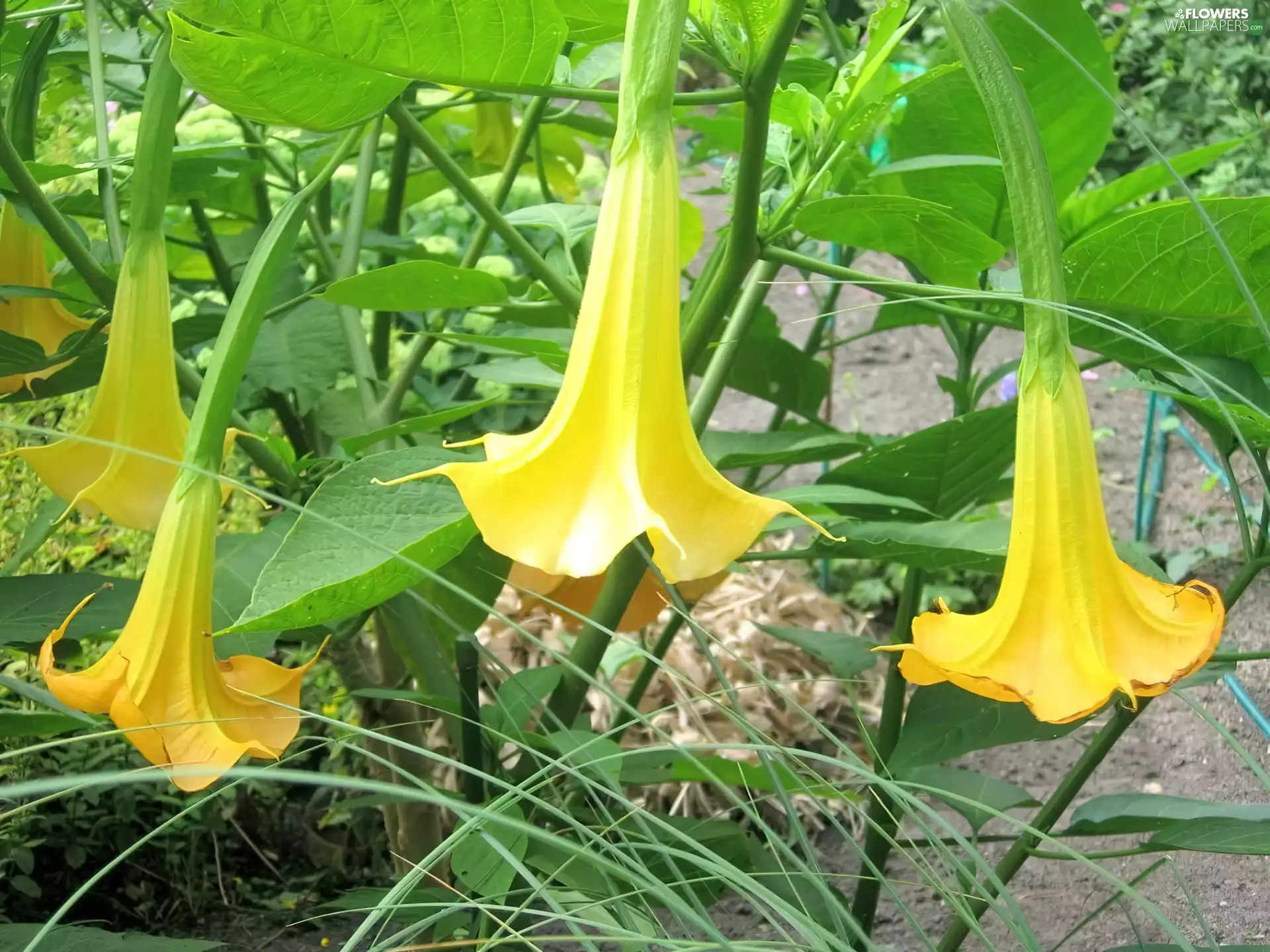 gold, Flowers, Datura