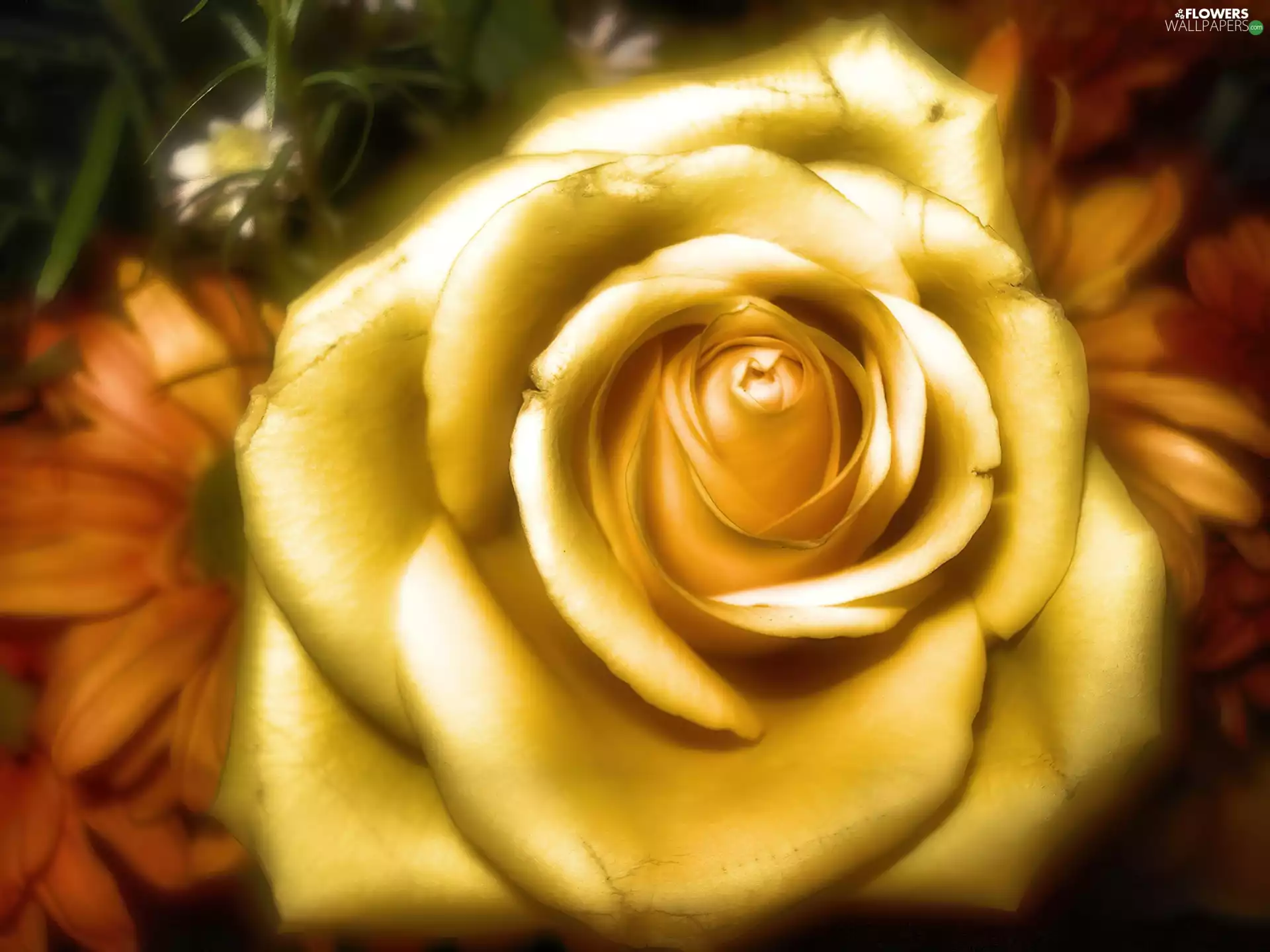 Golden automobile, rose