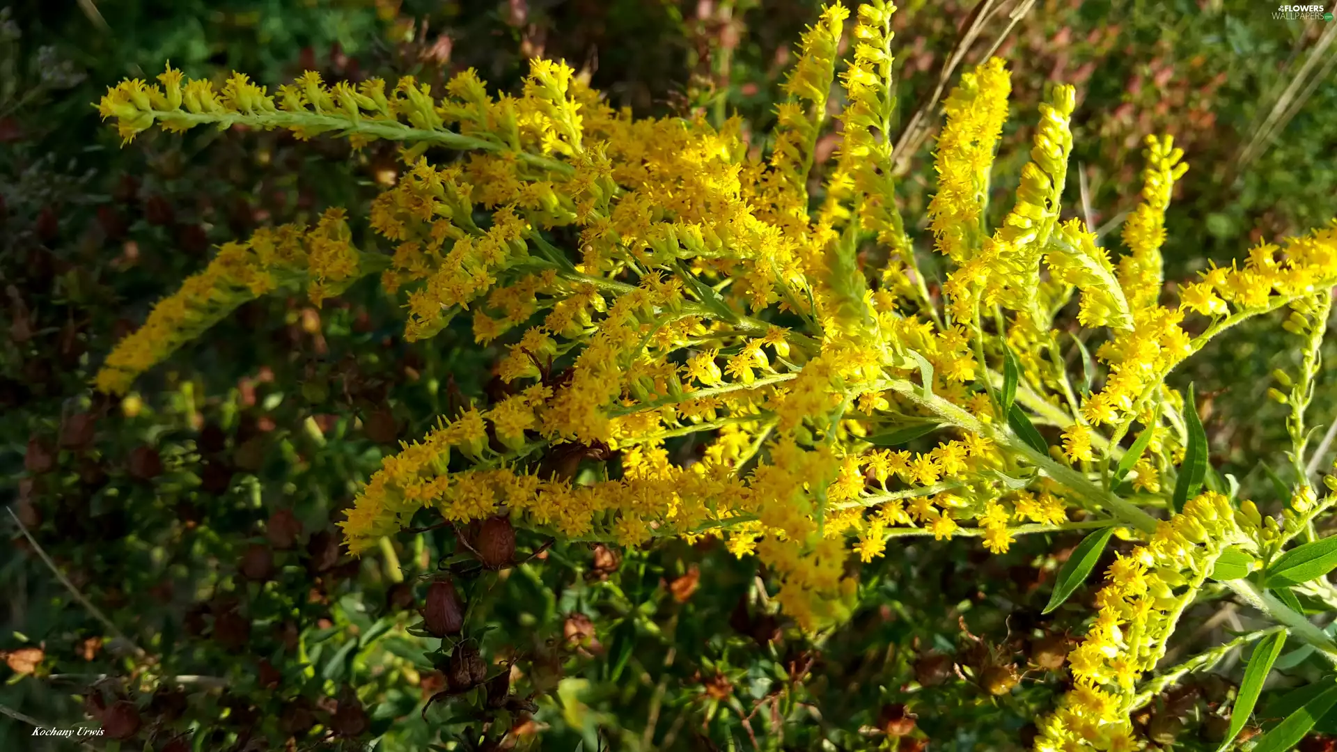 Flowers, Goldenrod, Yellow, Wildflowers, twig