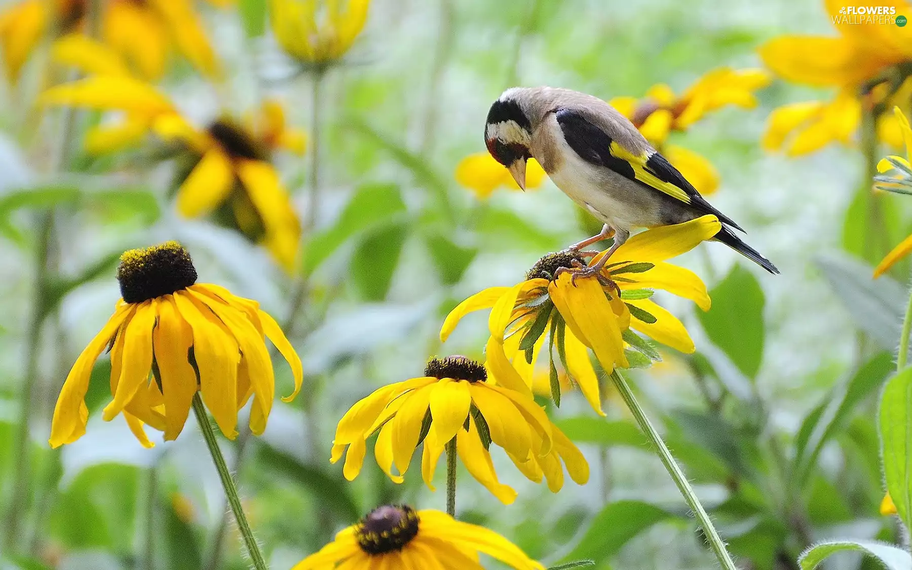 goldfinch, Rudbeckia