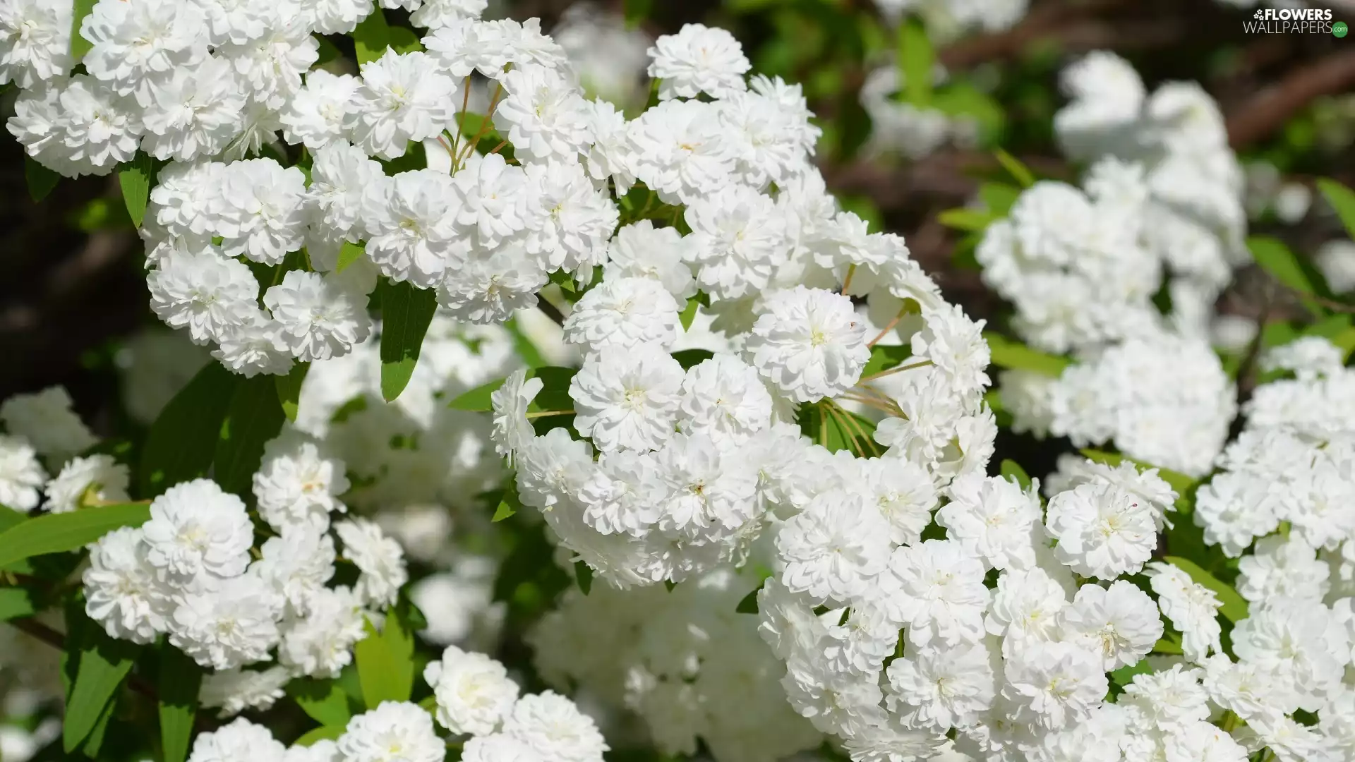 Goose, White, flowers