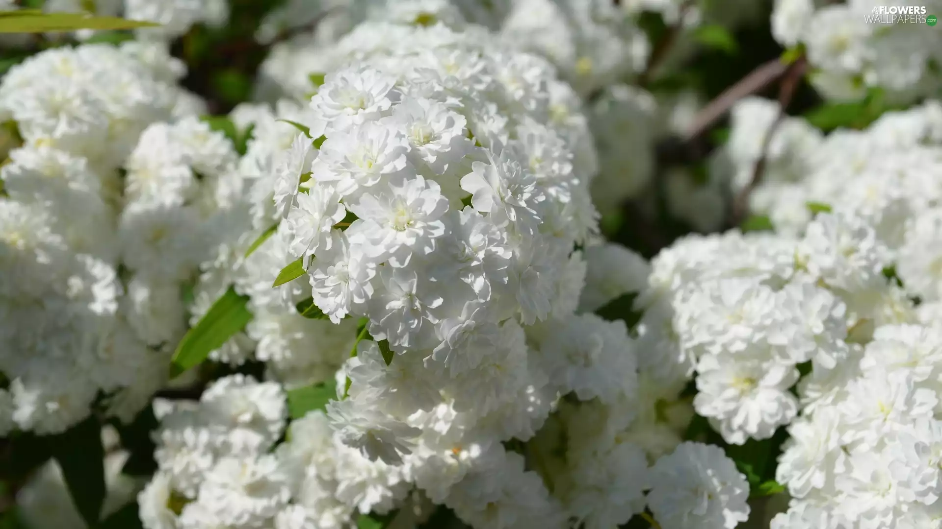 Goose, White, flowers