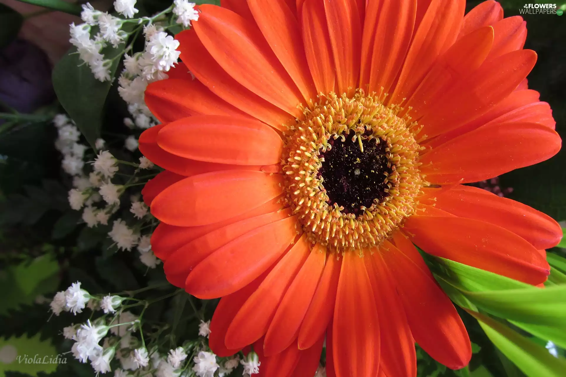 Gerbera, Goose