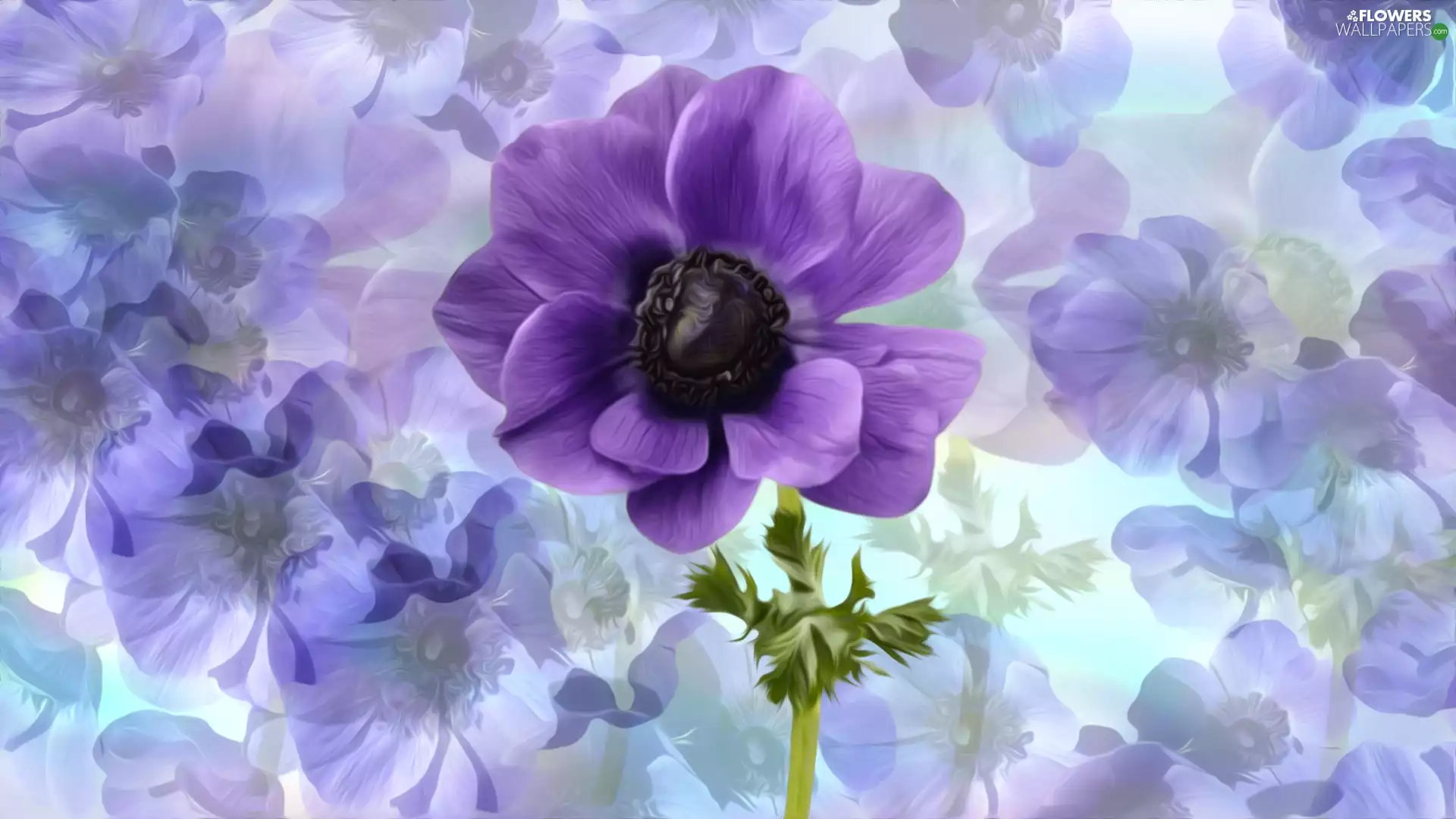graphics, Flowers, anemone