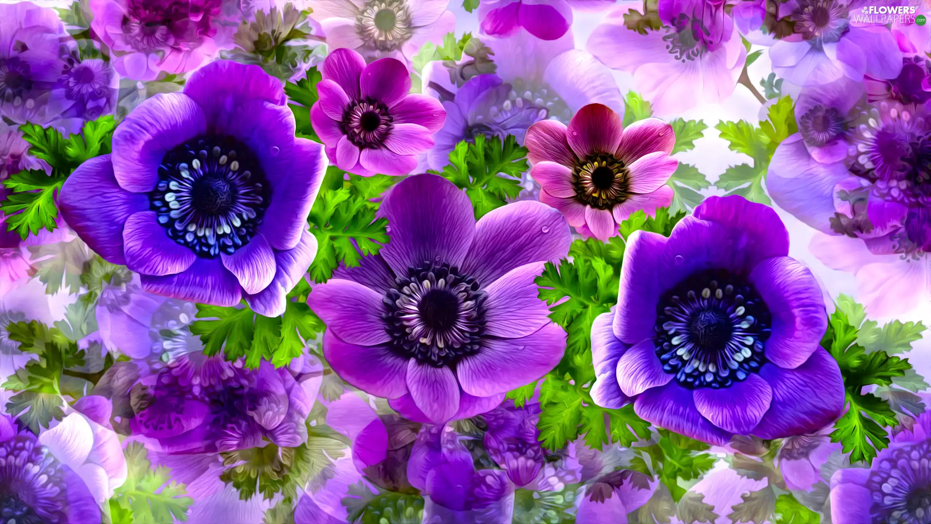 graphics, Flowers, Anemones
