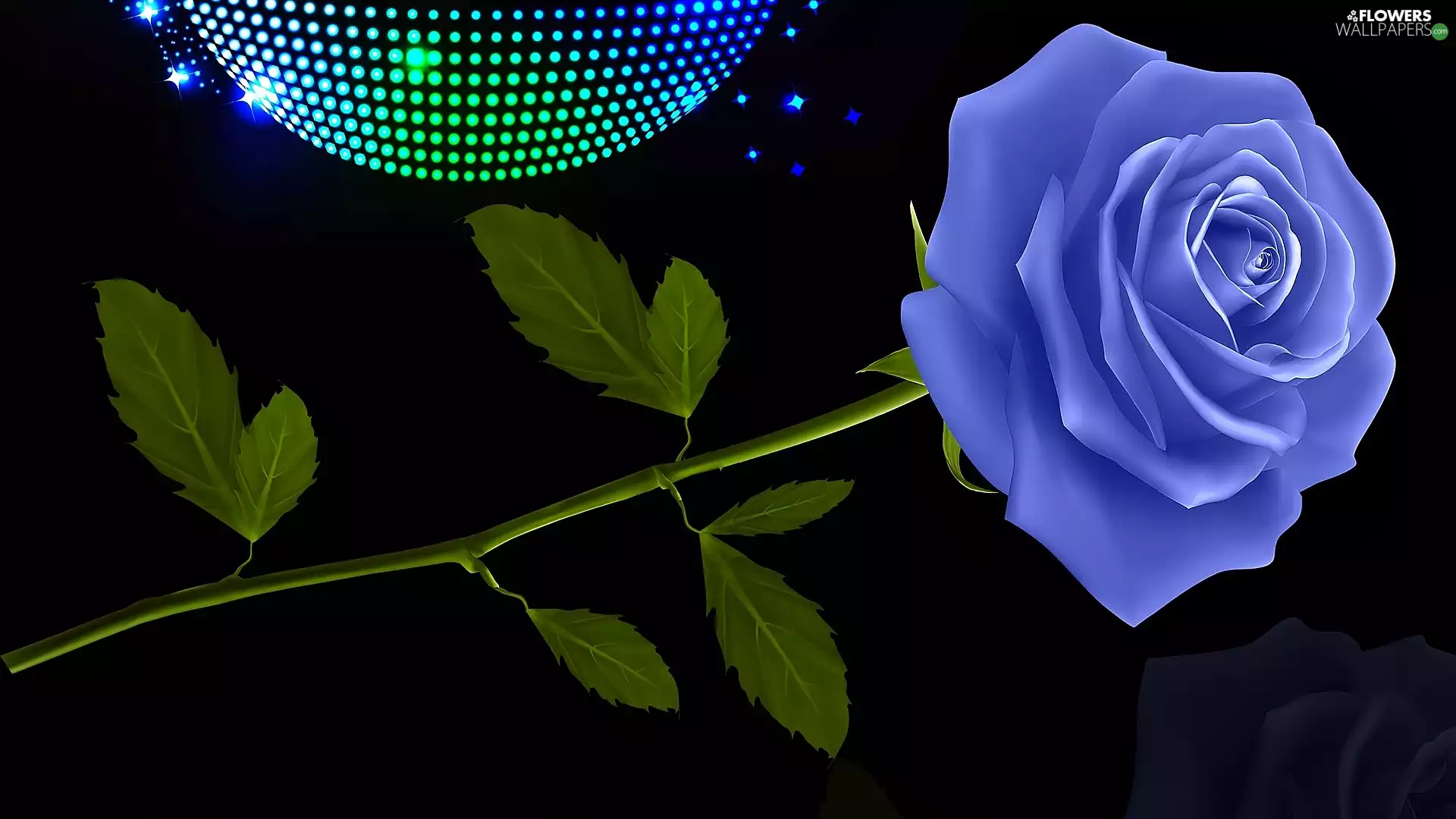 leaves, Blue, background, rose, Colourfull Flowers, Black, graphics