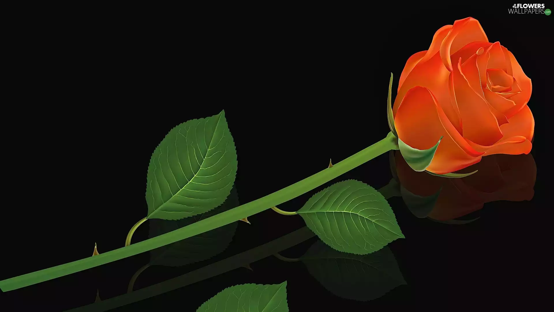 leaves, Orange, background, rose, Colourfull Flowers, Black, graphics
