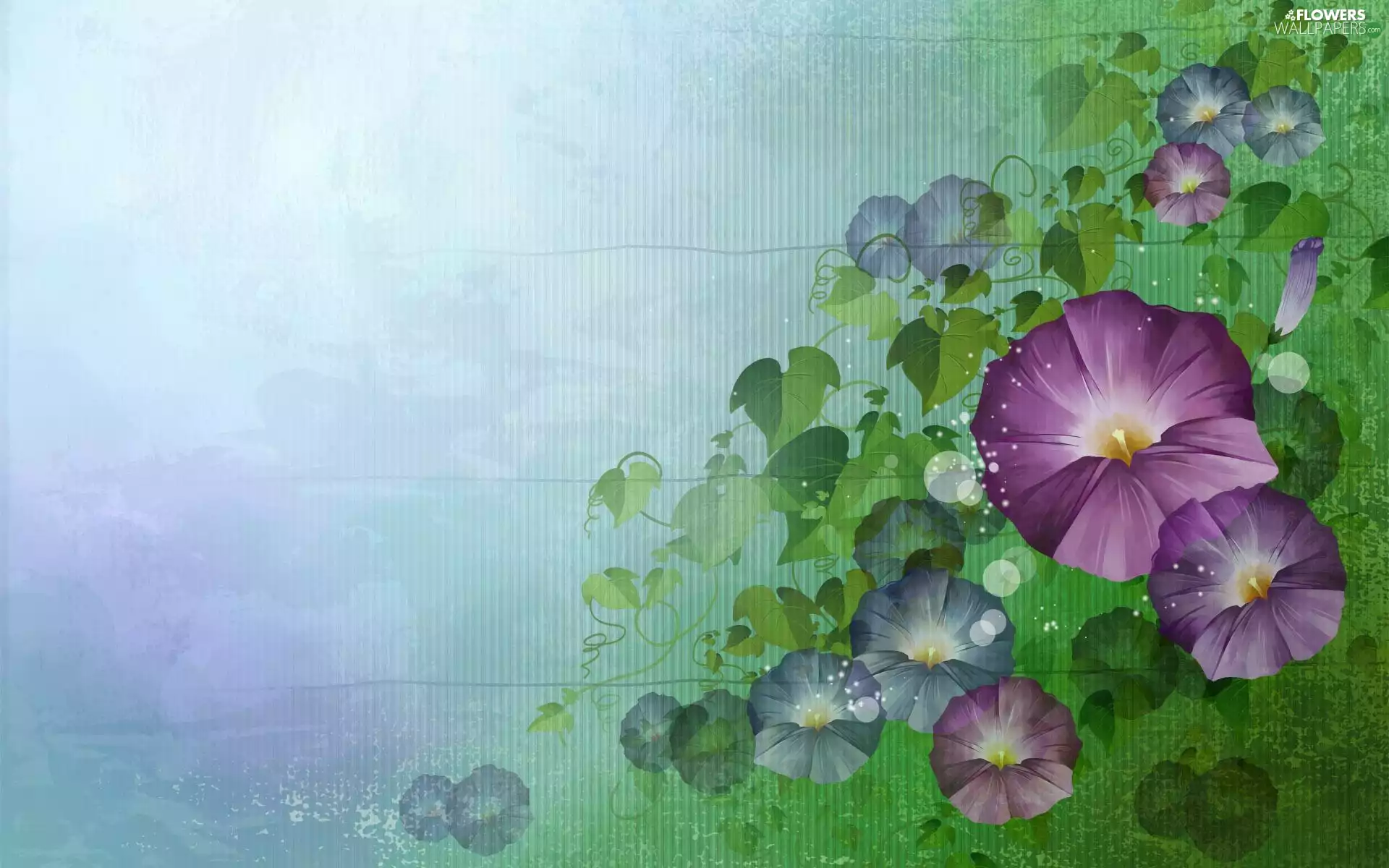 2D Graphics, bindweed, ivy, Flowers