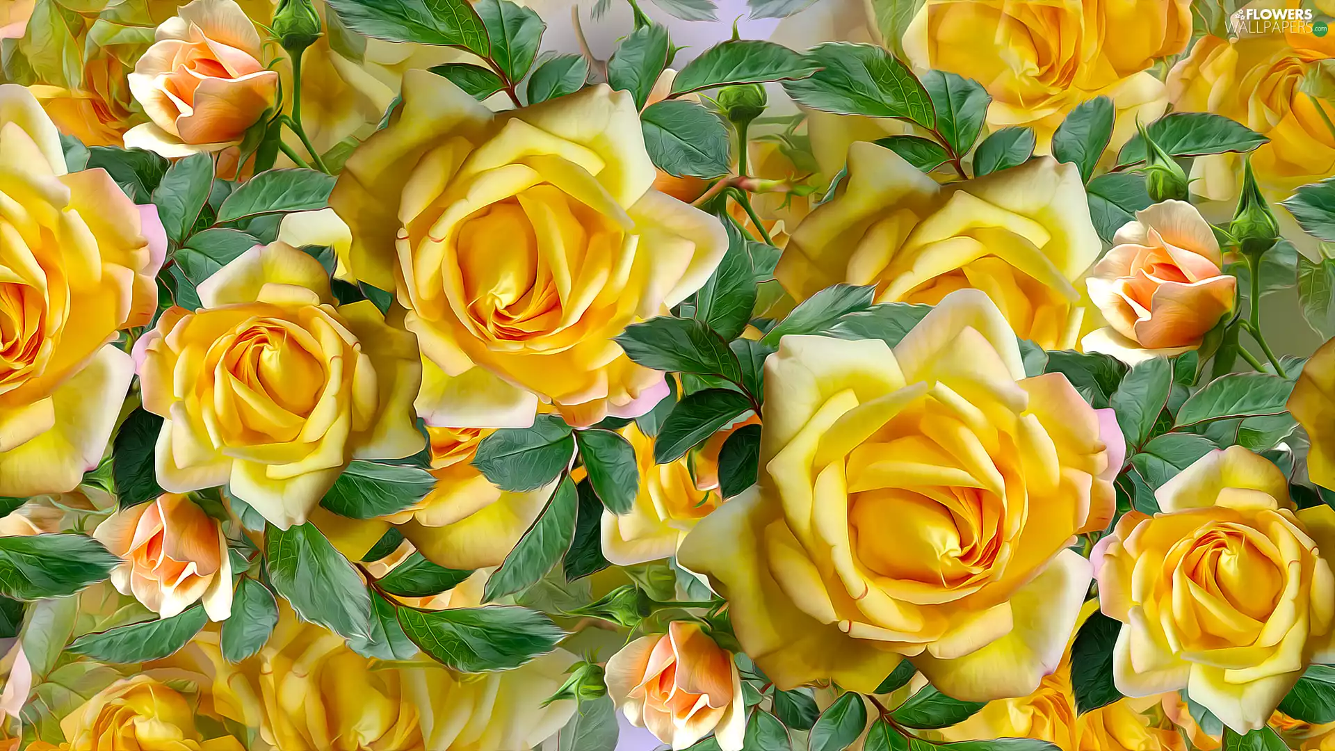 roses, graphics, bloom, Yellow, Flowers