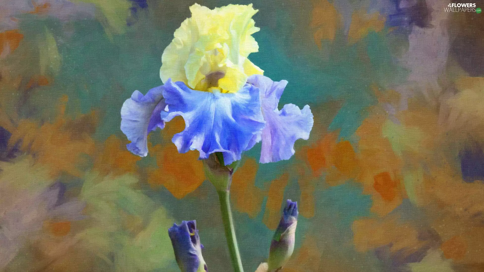 Colourfull Flowers, iris, graphics, Yellow-Blue