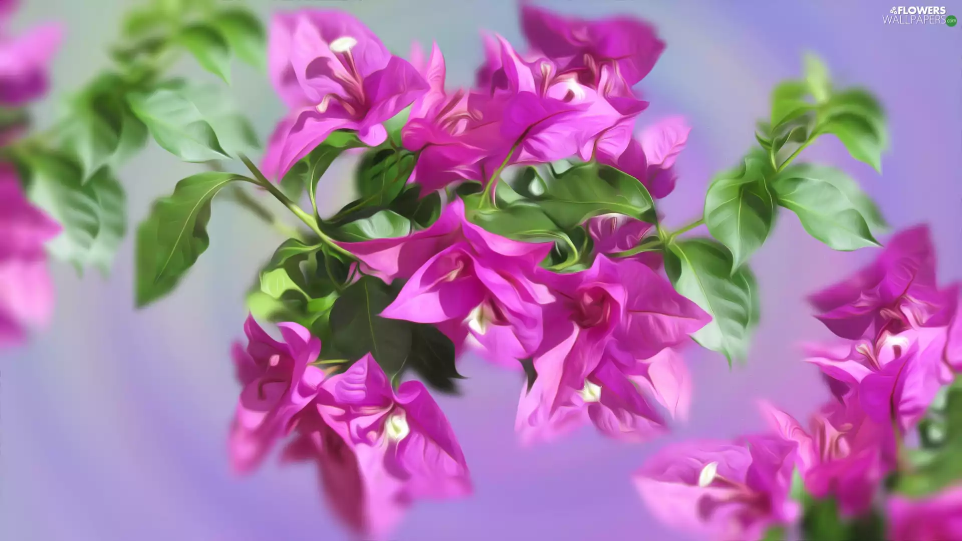 graphics, Flowers, Bougainvillea