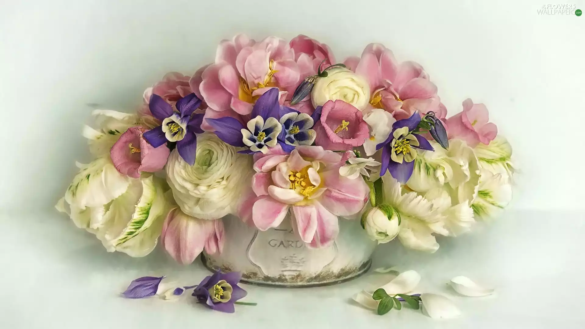Columbines, graphics, bouquet, glaucoma, Flowers