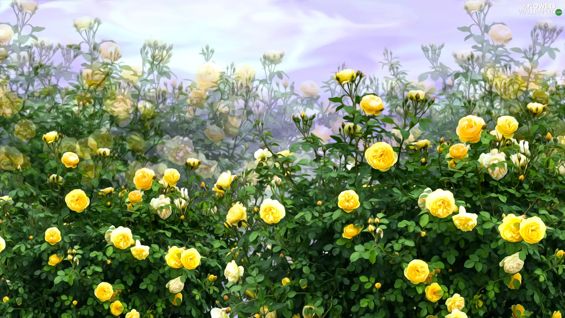 roses, graphics, Bush, Yellow, Flowers