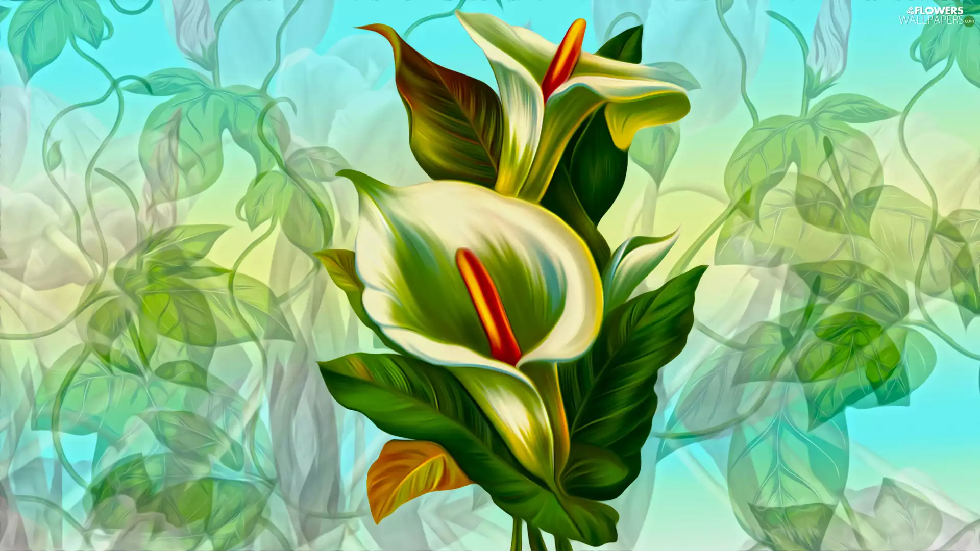 graphics, Flowers, Calla