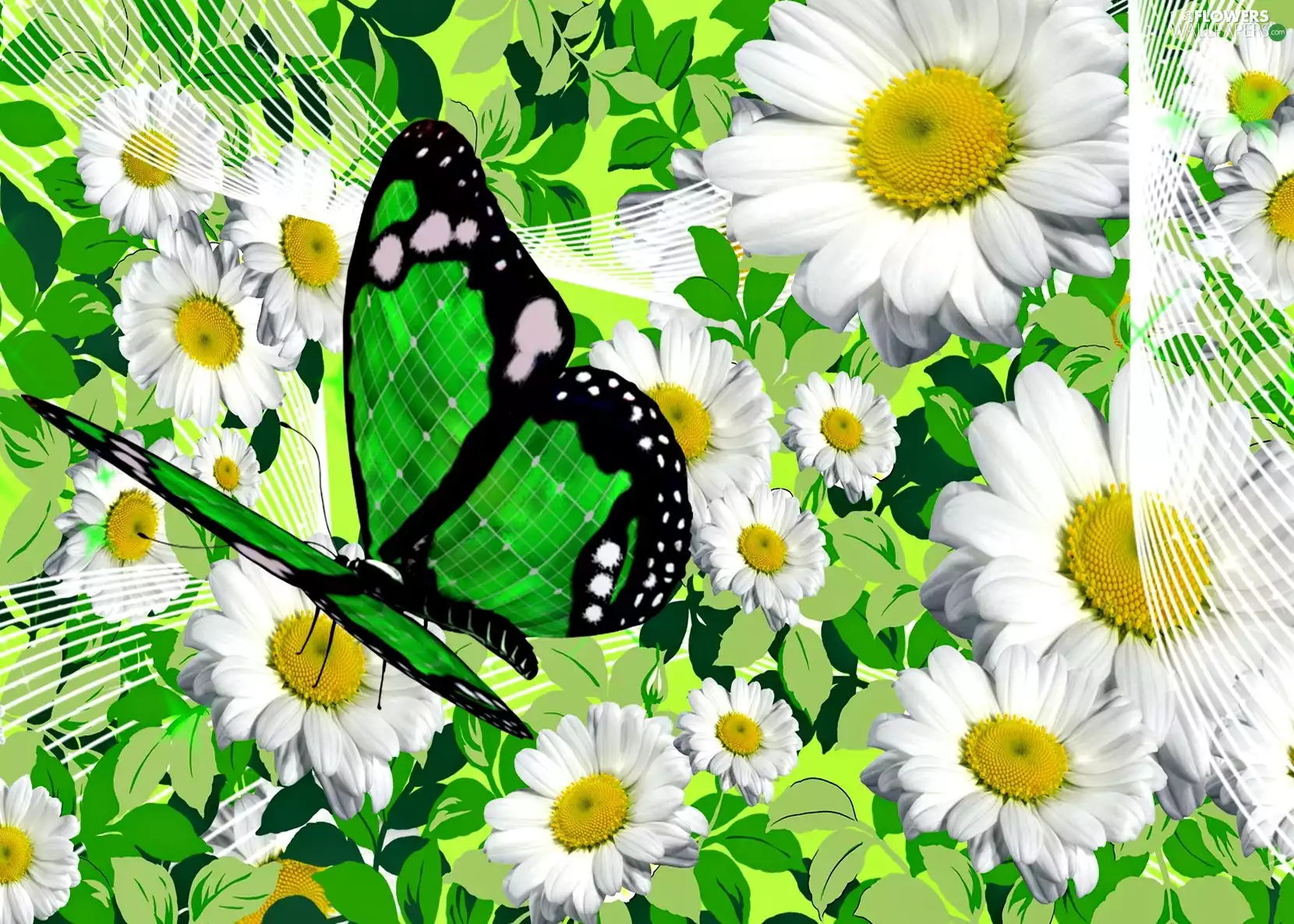 butterfly, graphics, chamomile, Green, Flowers