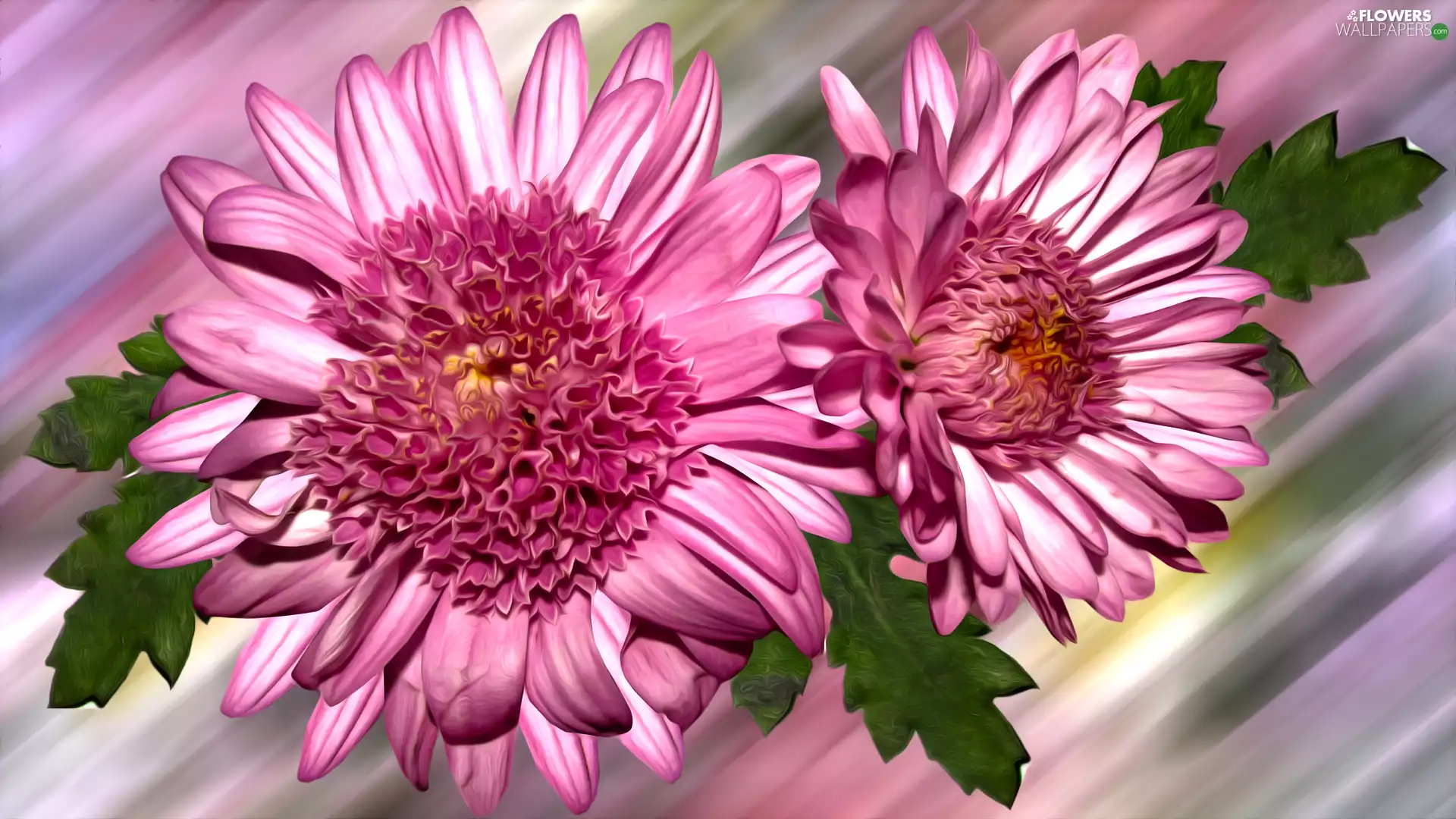 graphics, Flowers, chrysanthemum