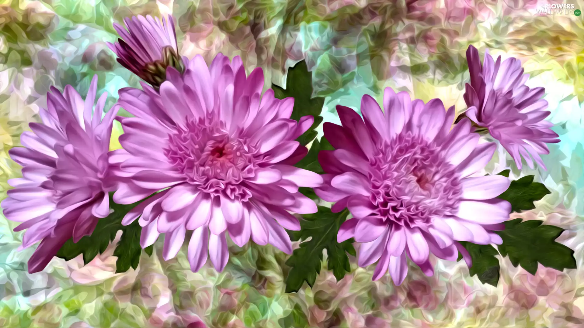 graphics, Flowers, Chrysanthemums