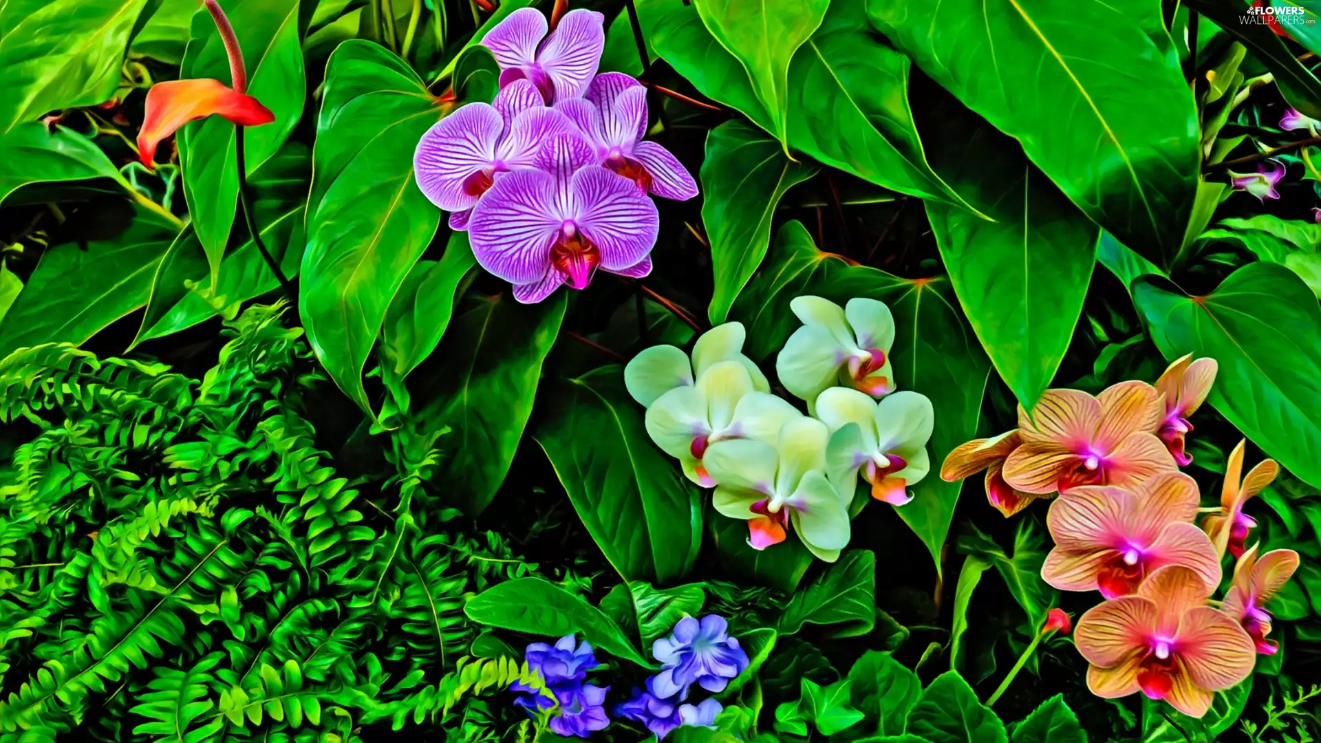 Leaf, graphics, color, Flowers, orchids