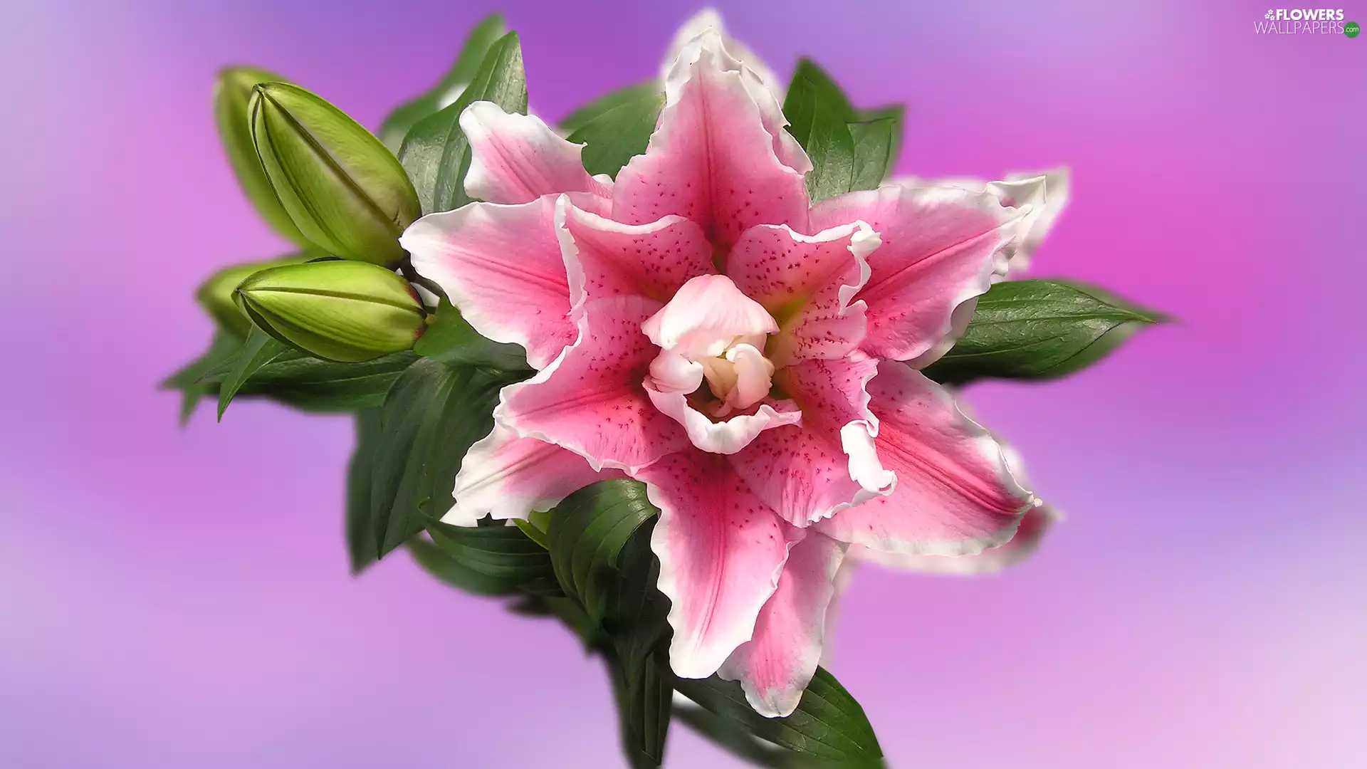 2D Graphics, Colourfull Flowers, Lily