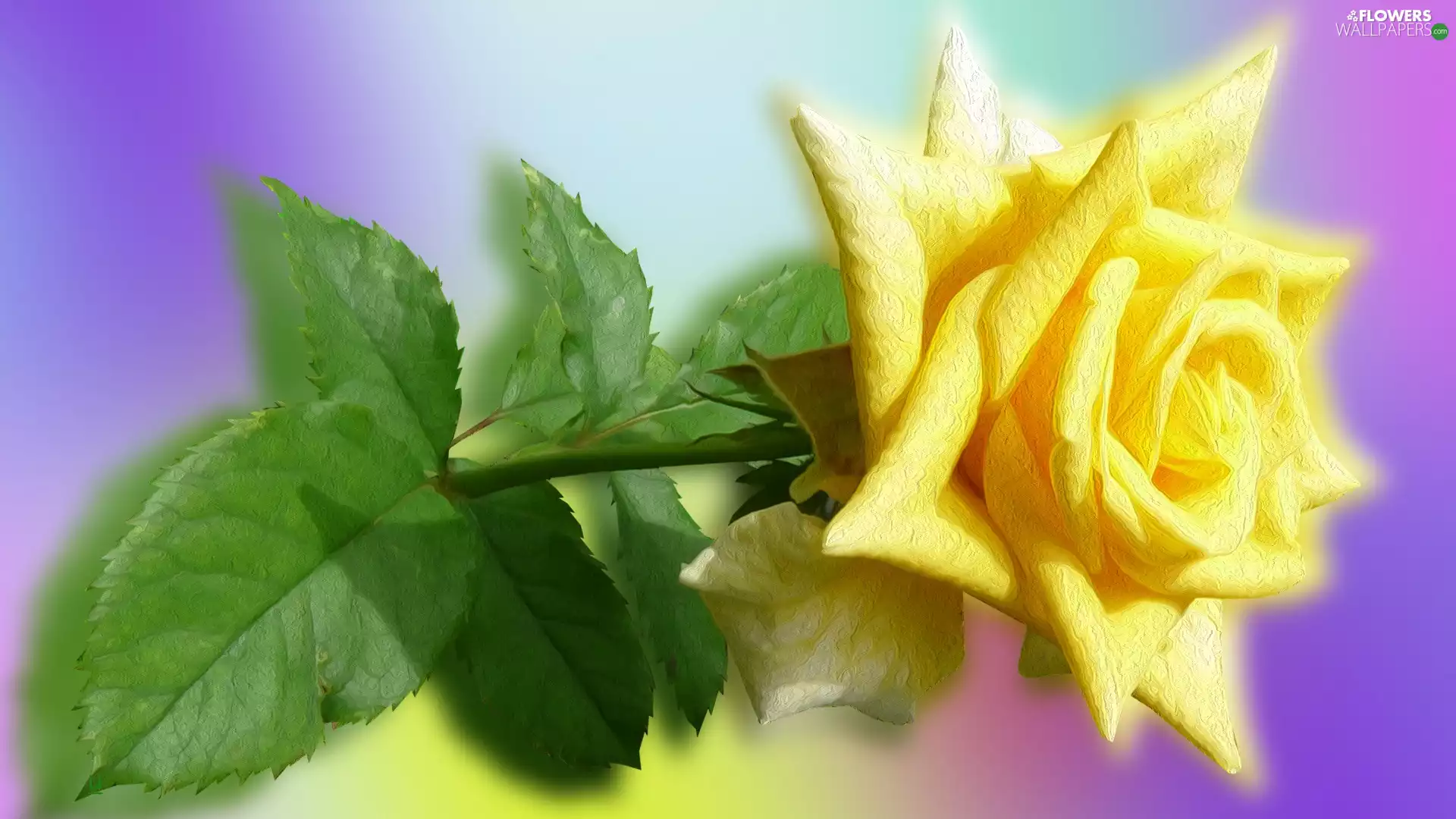 2D Graphics, Colourfull Flowers, rose