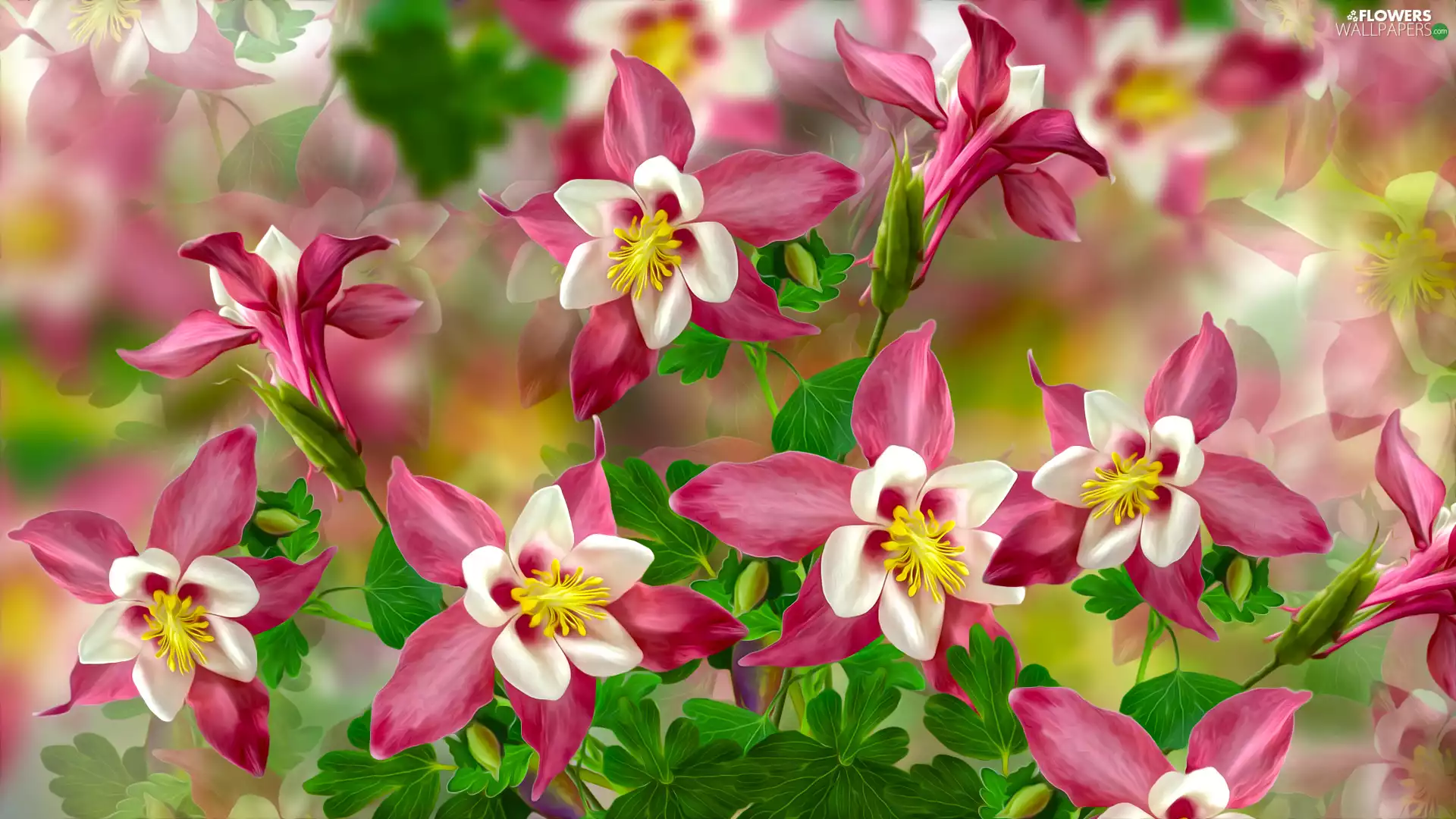 graphics, Flowers, Columbines