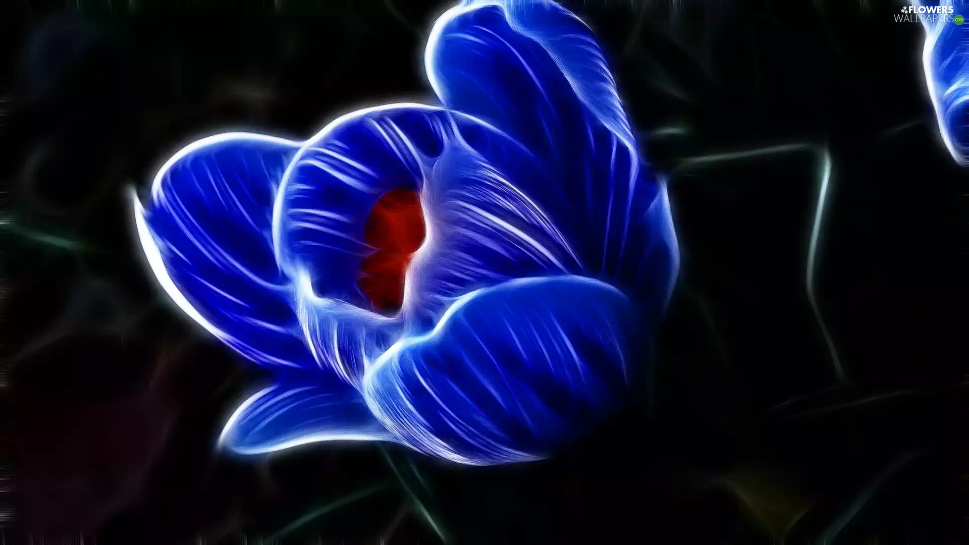 graphics, blue, crocus