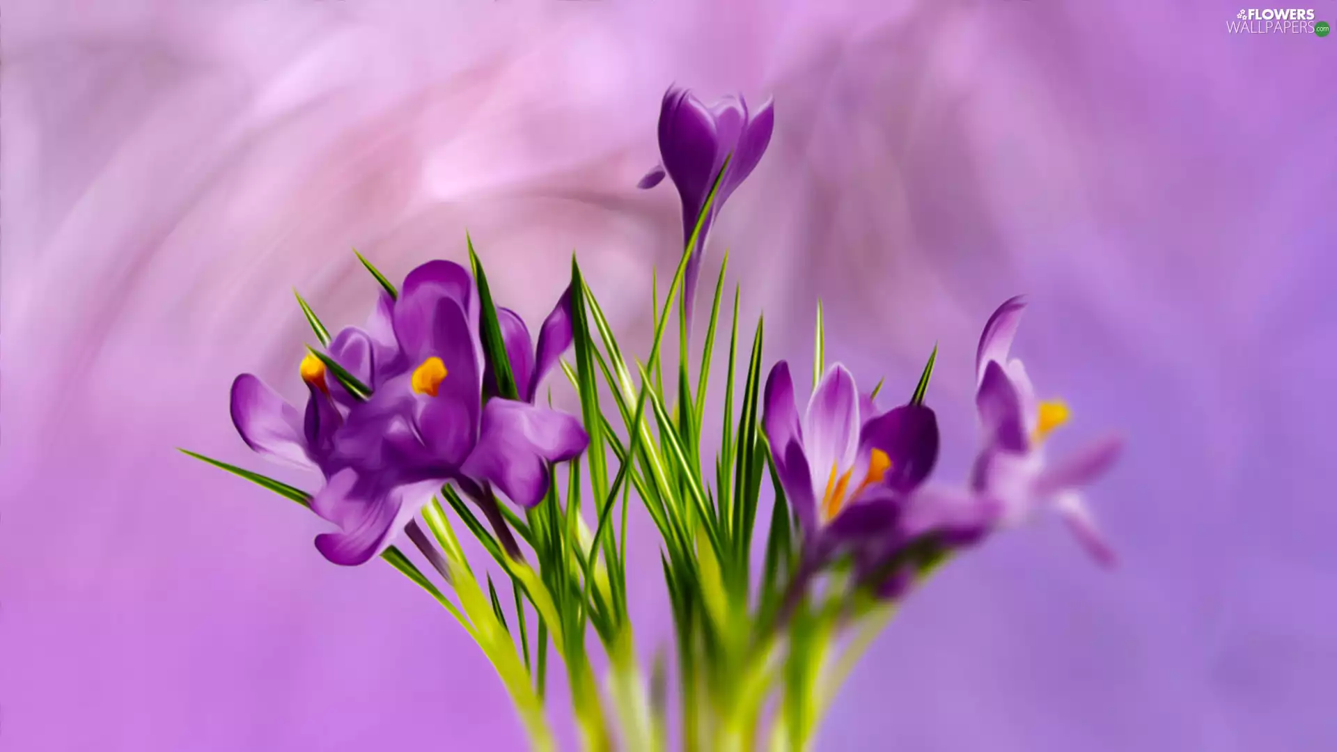 graphics, Flowers, crocuses
