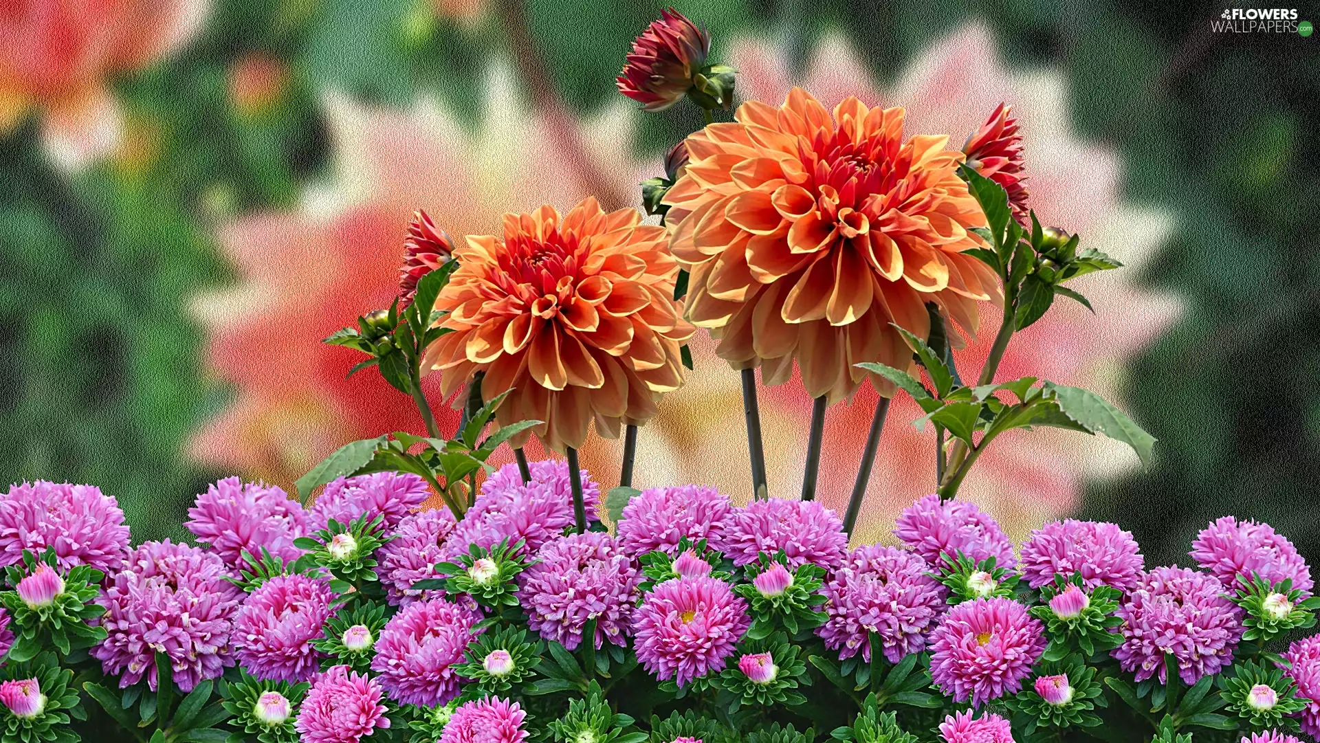 background, graphics, dahlias, Astra, Flowers