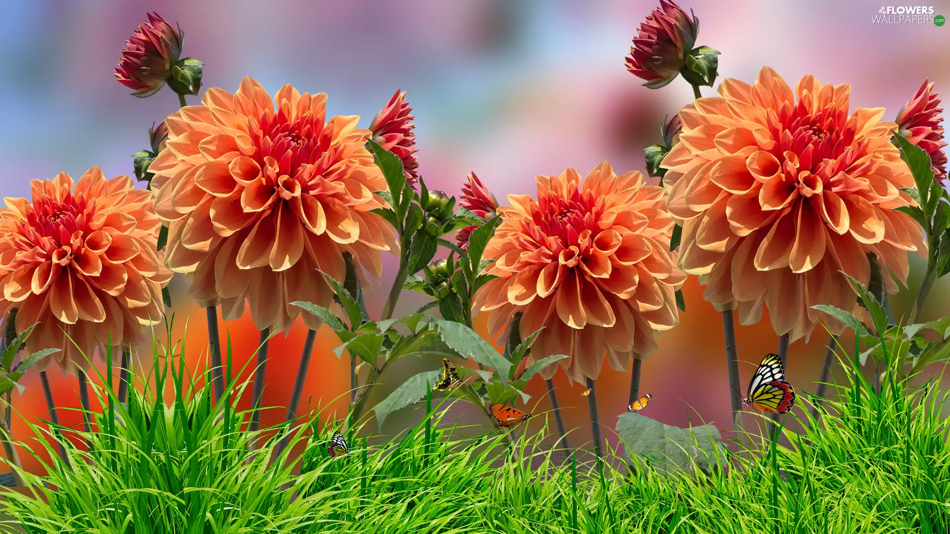 grass, graphics, dahlias, butterflies, Flowers